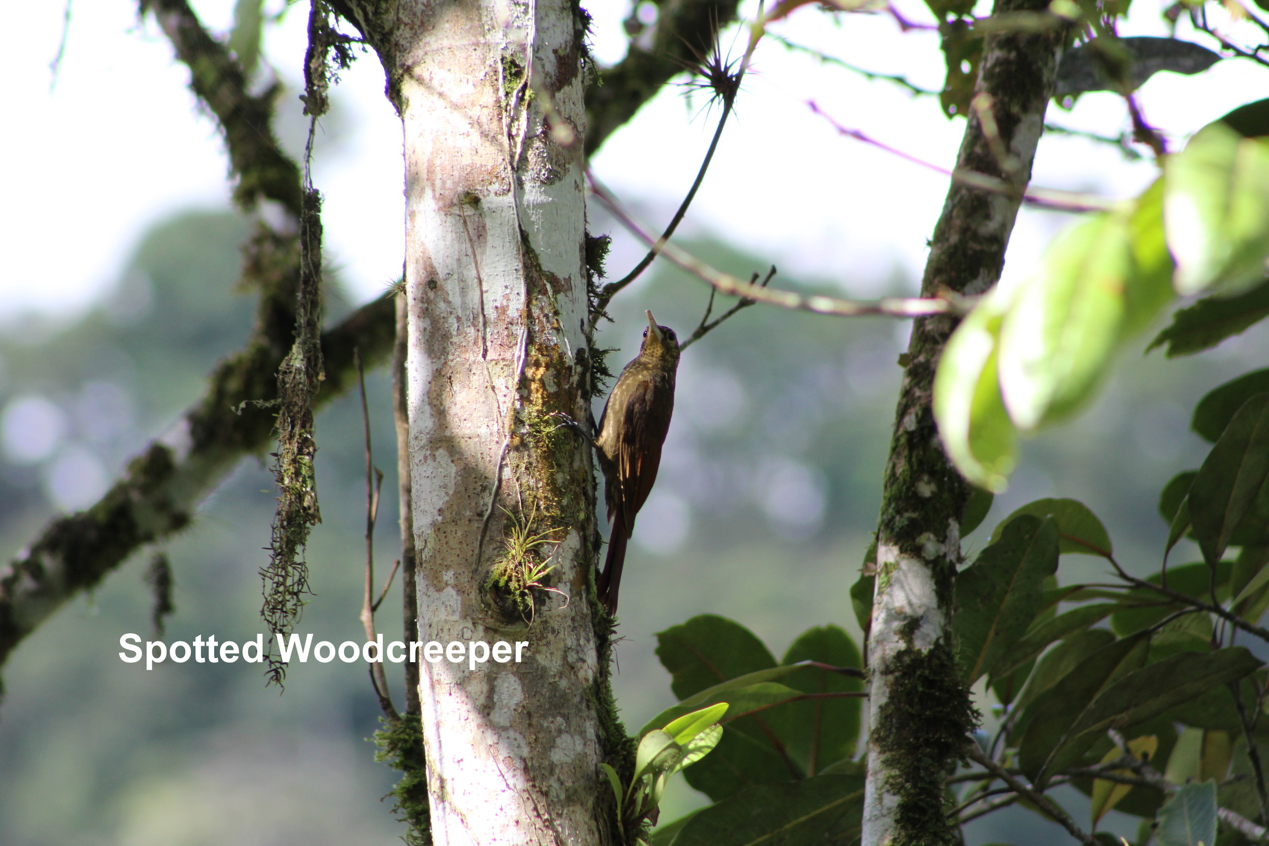 spotted woodcreeper.JPG