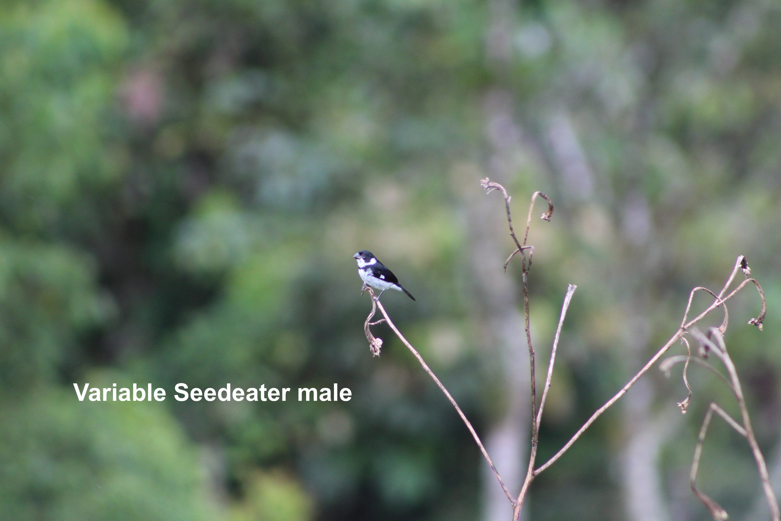 variable seedeatermale.JPG