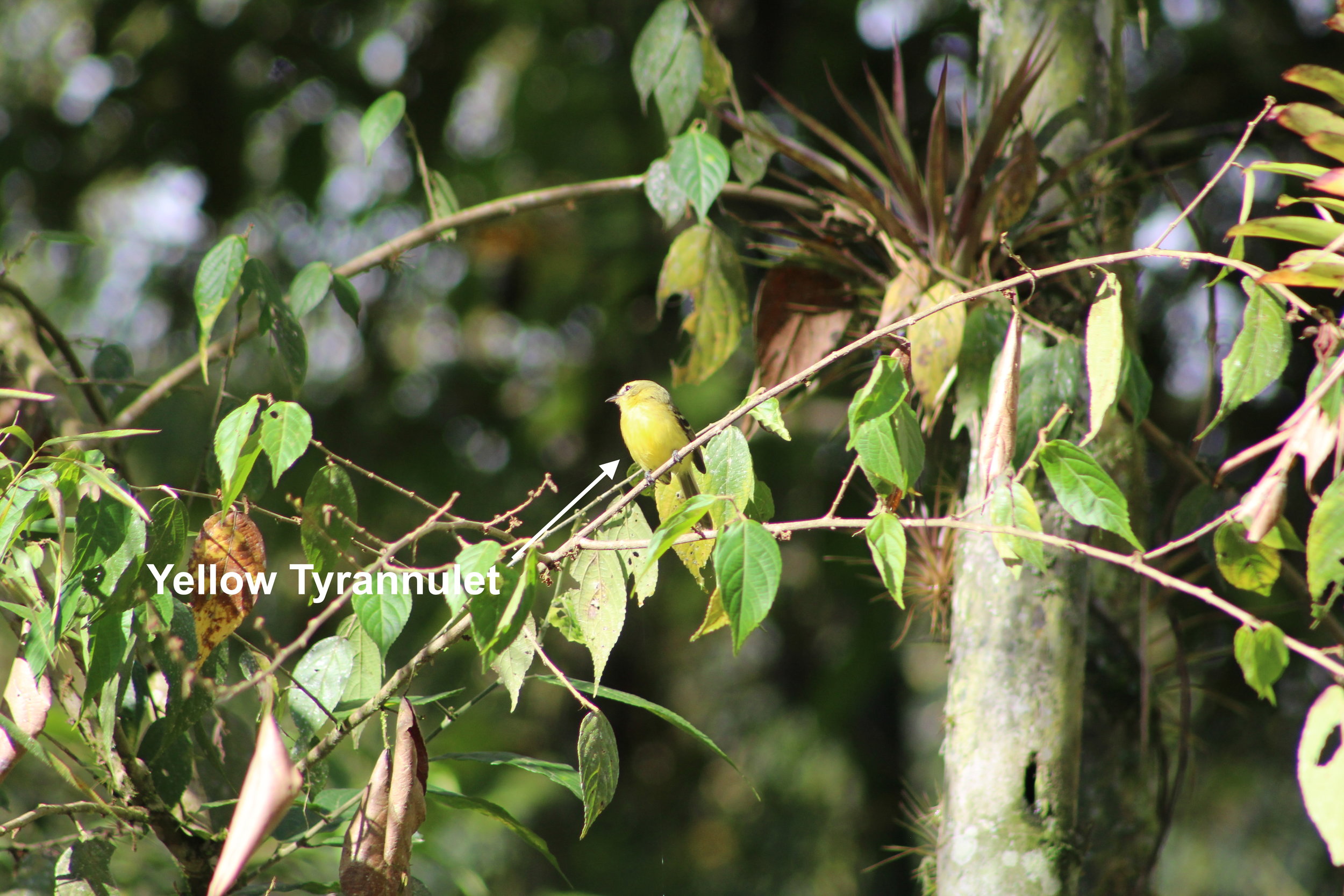 yellow tyrannulet.JPG