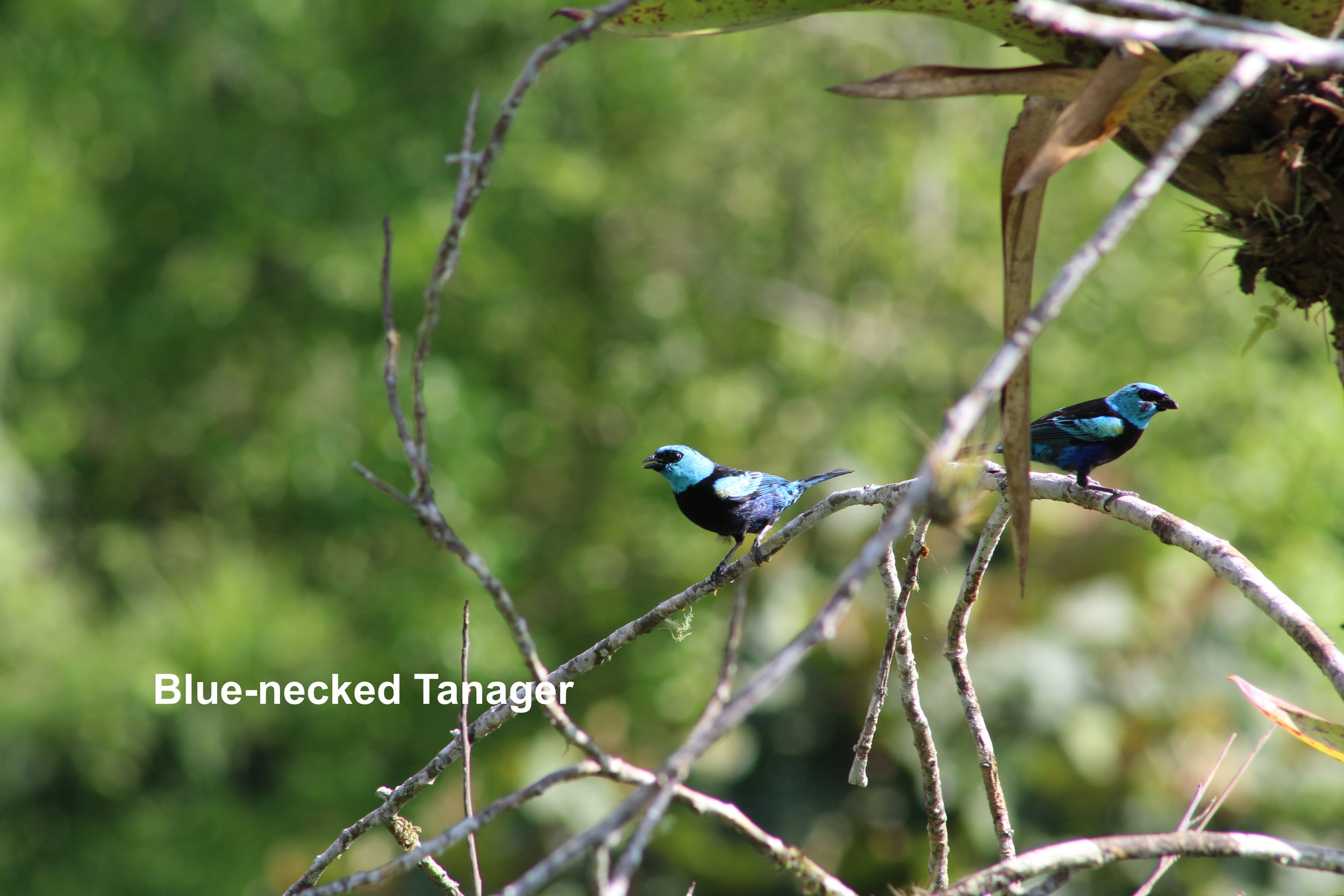 blue-necked tanager pair.JPG