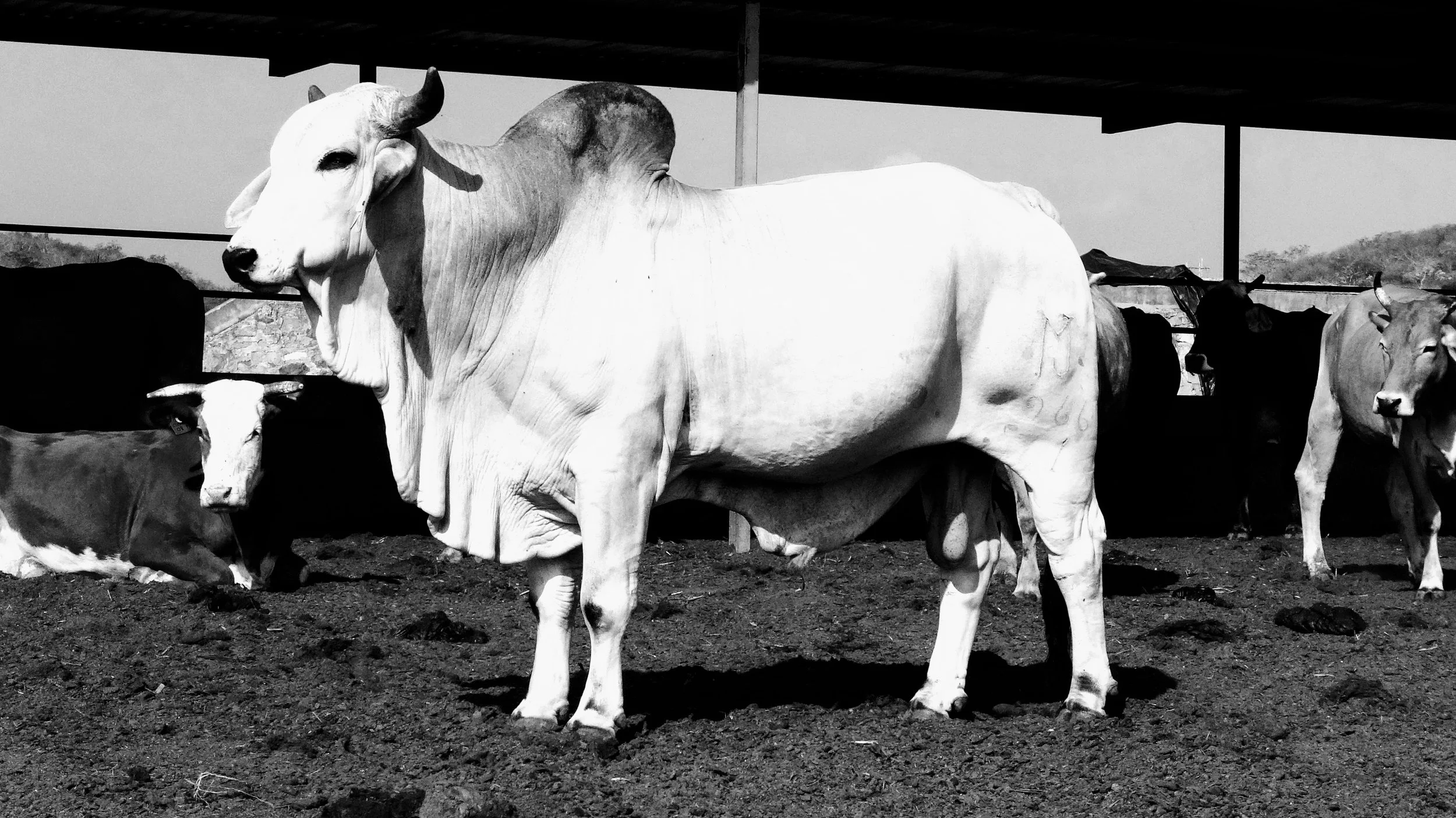 Mezcal Misfits Dinner