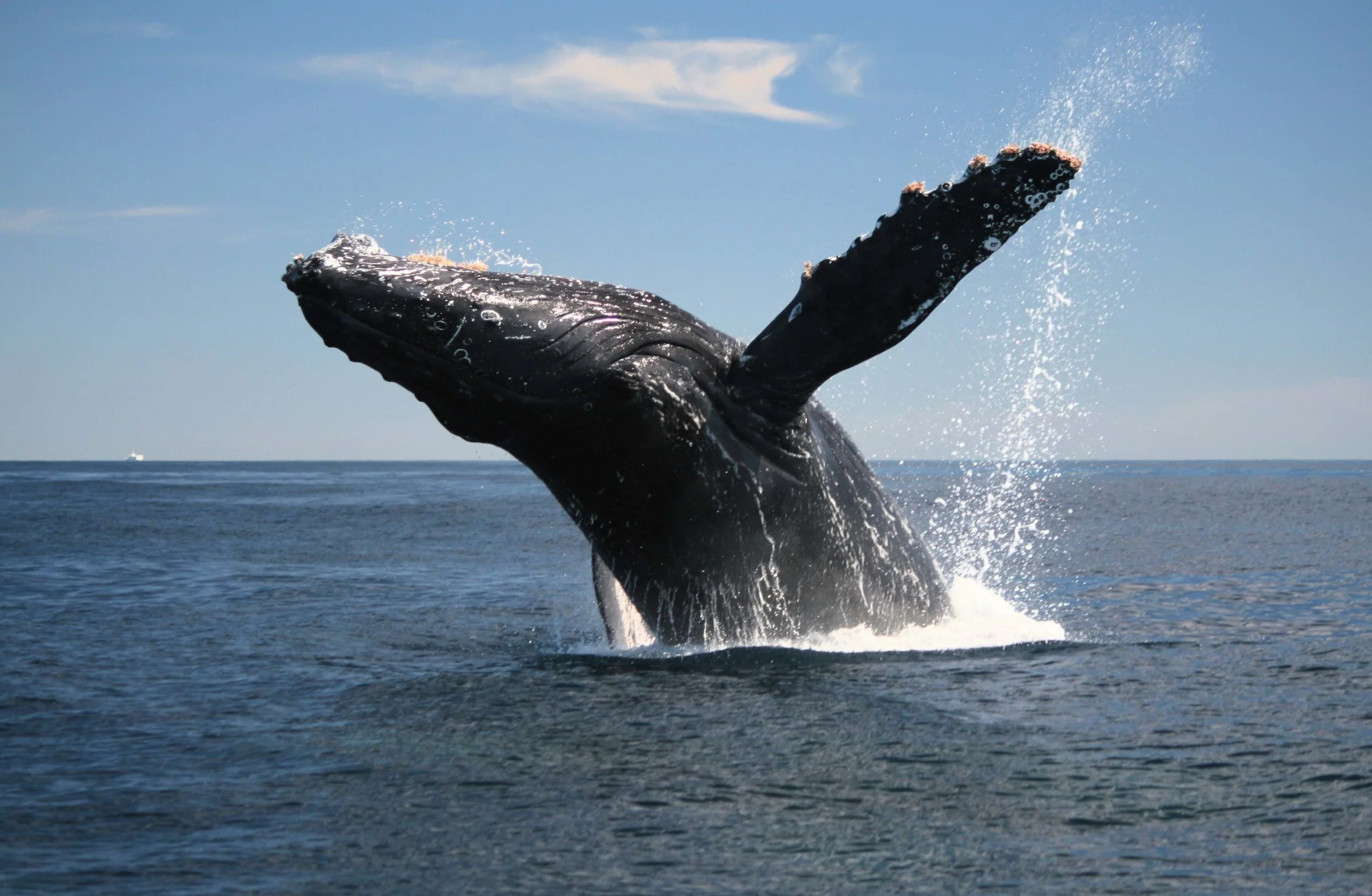 107_AustraliaReefwalkerHumpbackWhaleBreaching4905620_1280676783.jpg