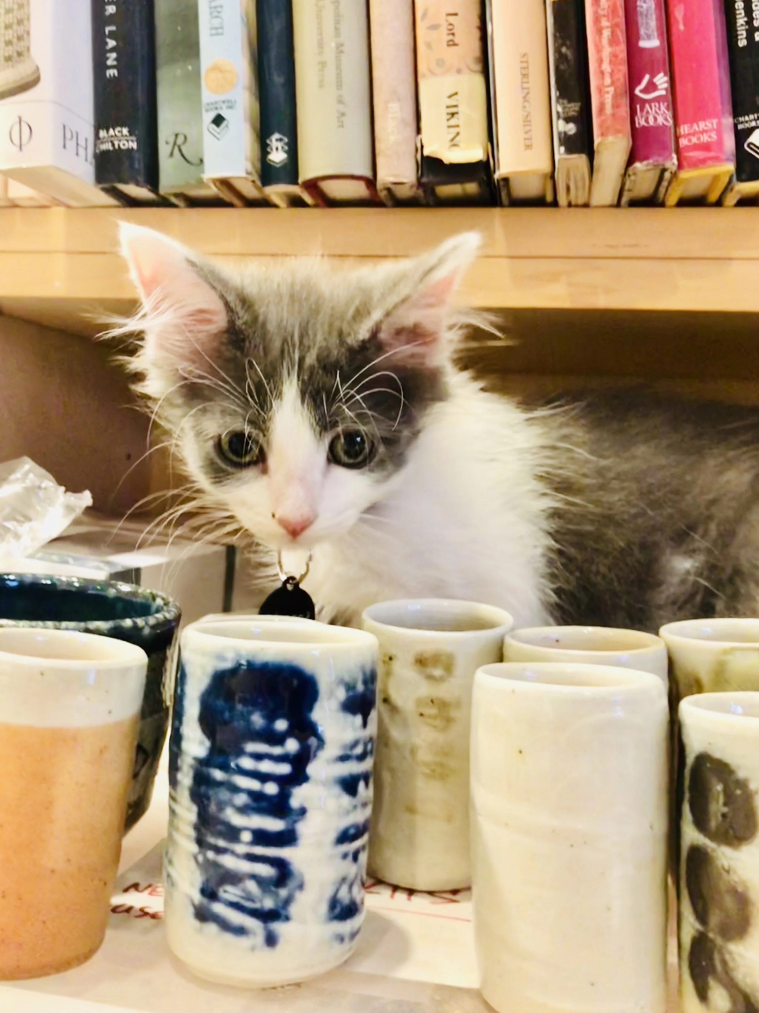 Adoption day: meeting the studio crew