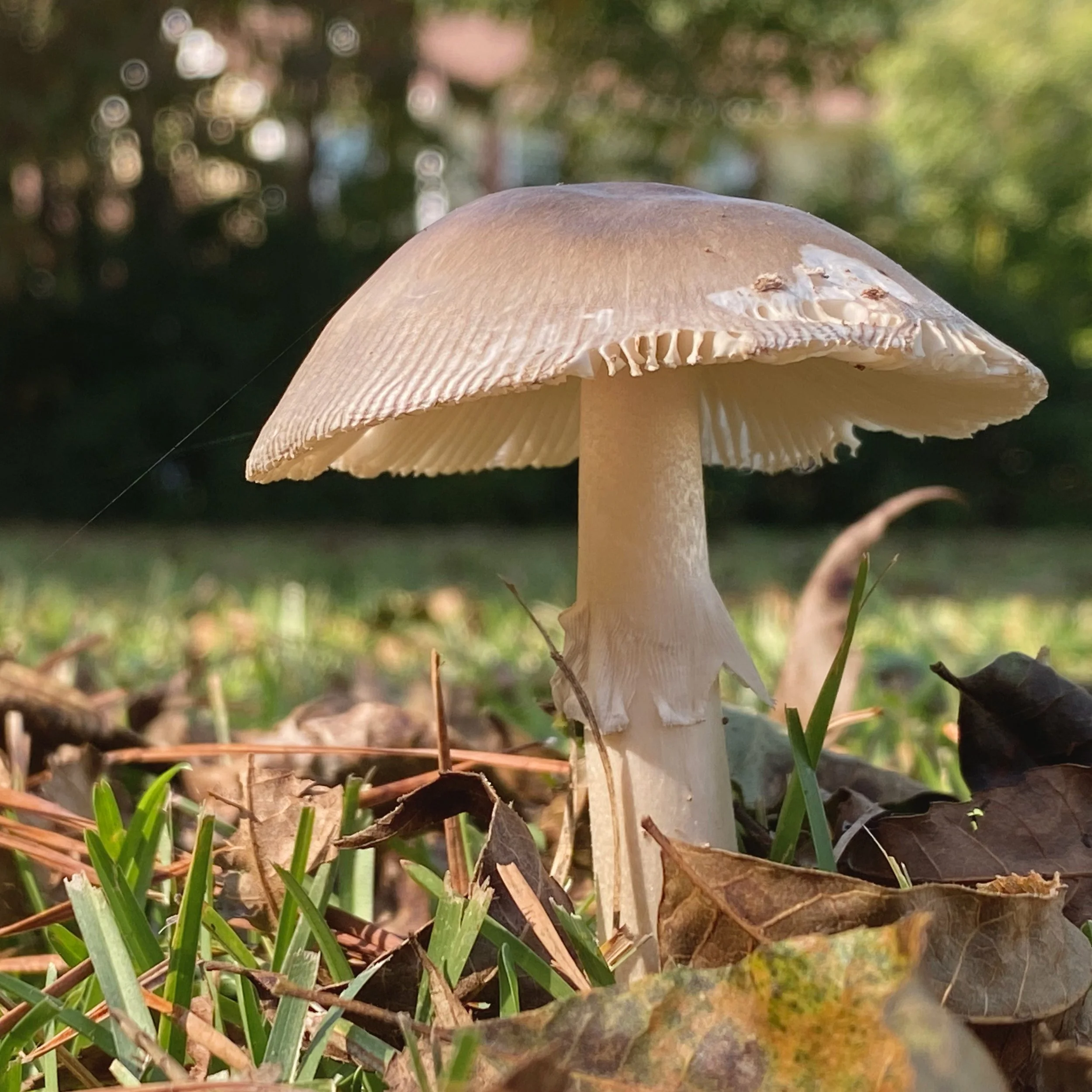 Pale mushroom in low sun with a single strand of spider silk