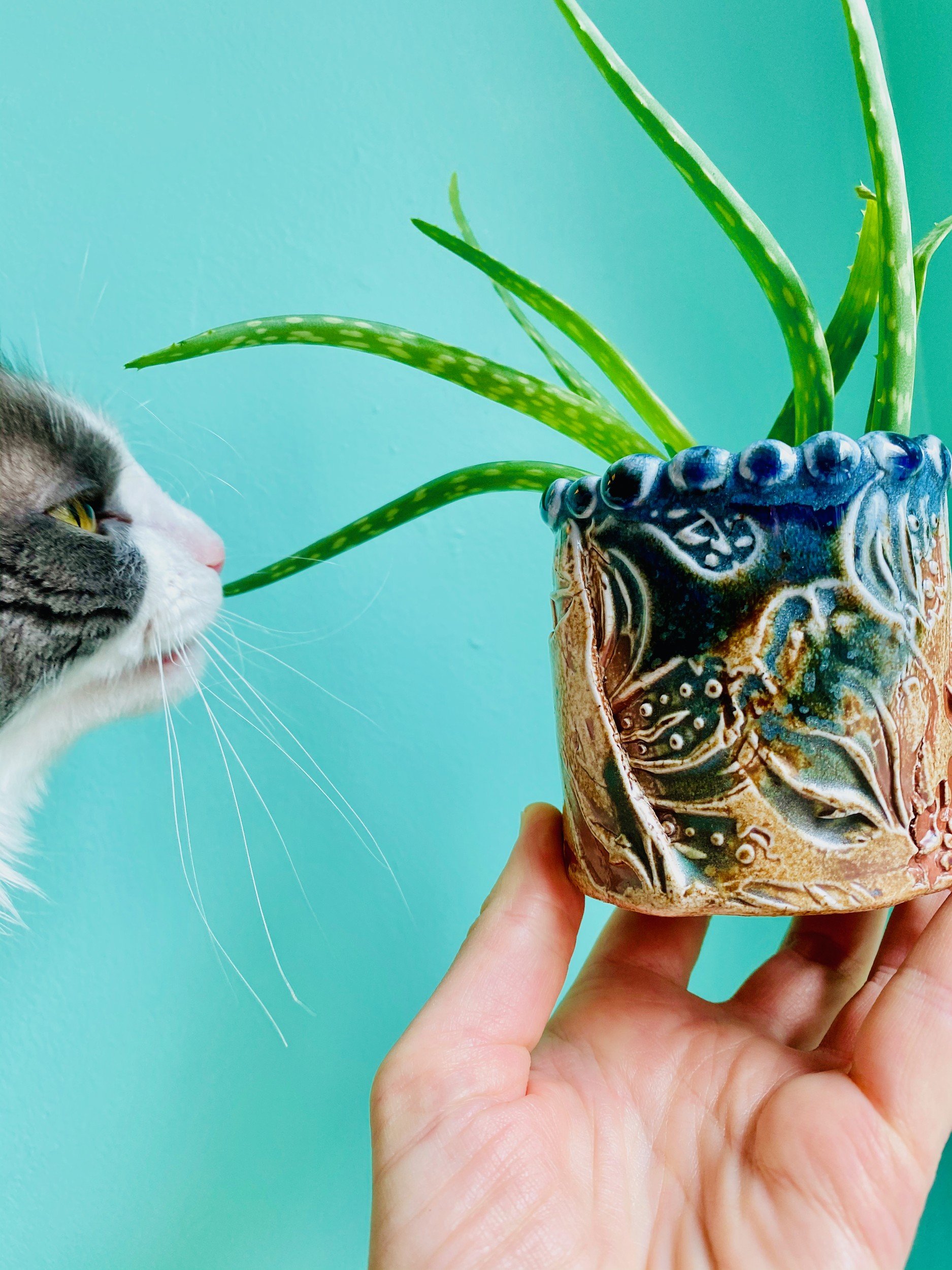42-planter-with-aloe.jpg