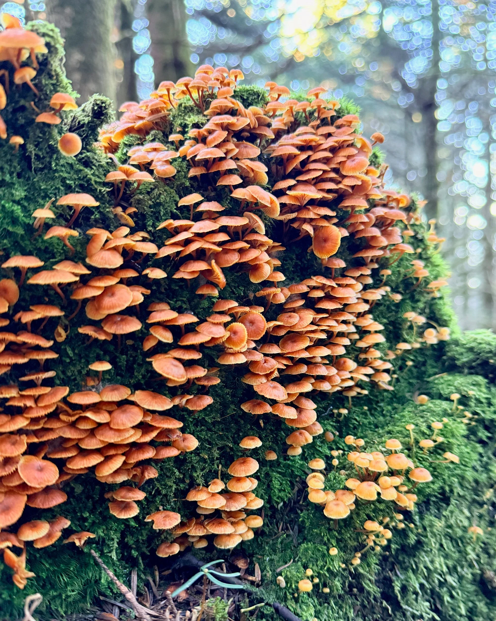 Clusters of orange mushrooms covering a mossy stump, backlit forest behind