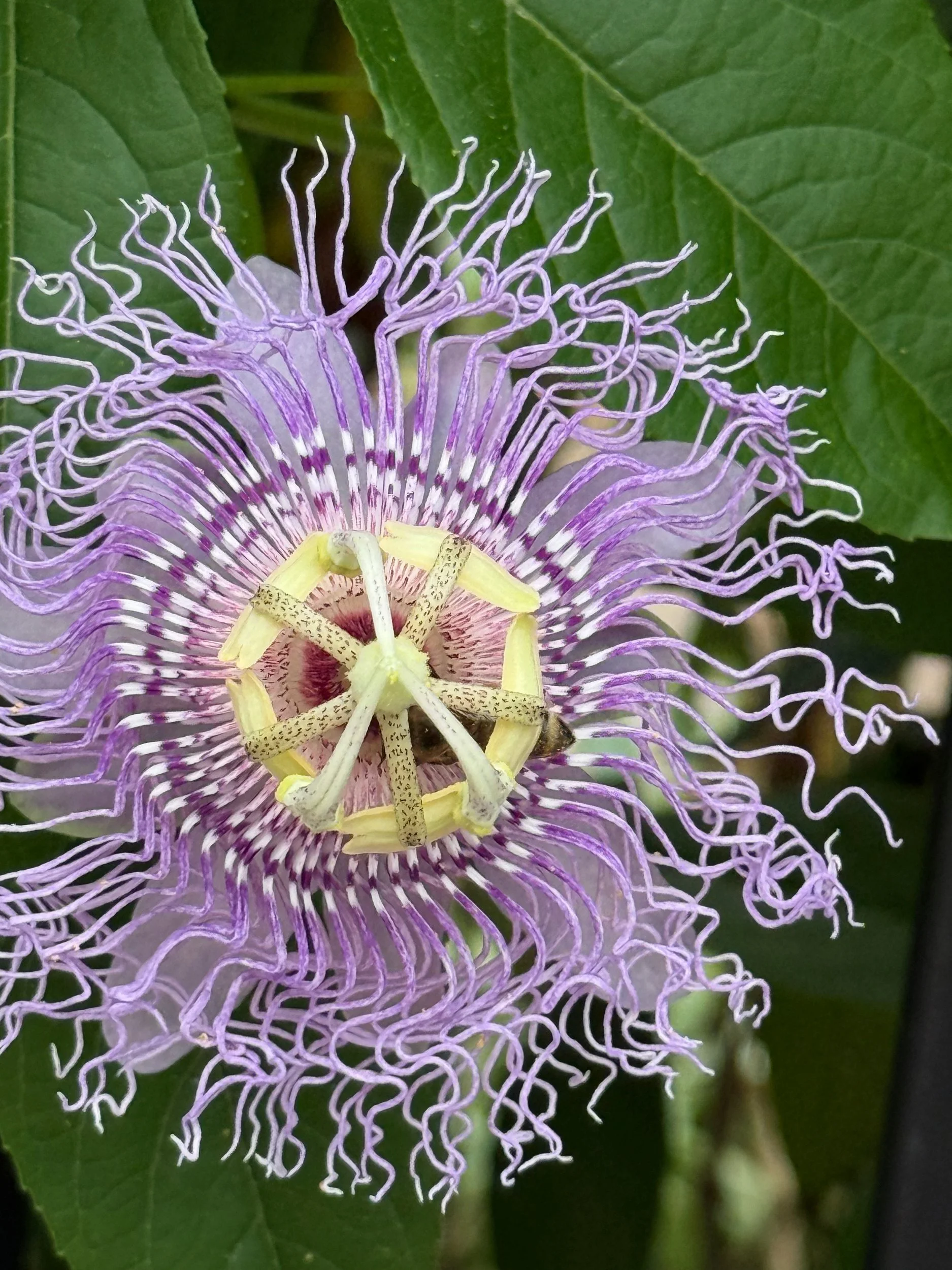 Close-up of a purple passionflower with fringed petals