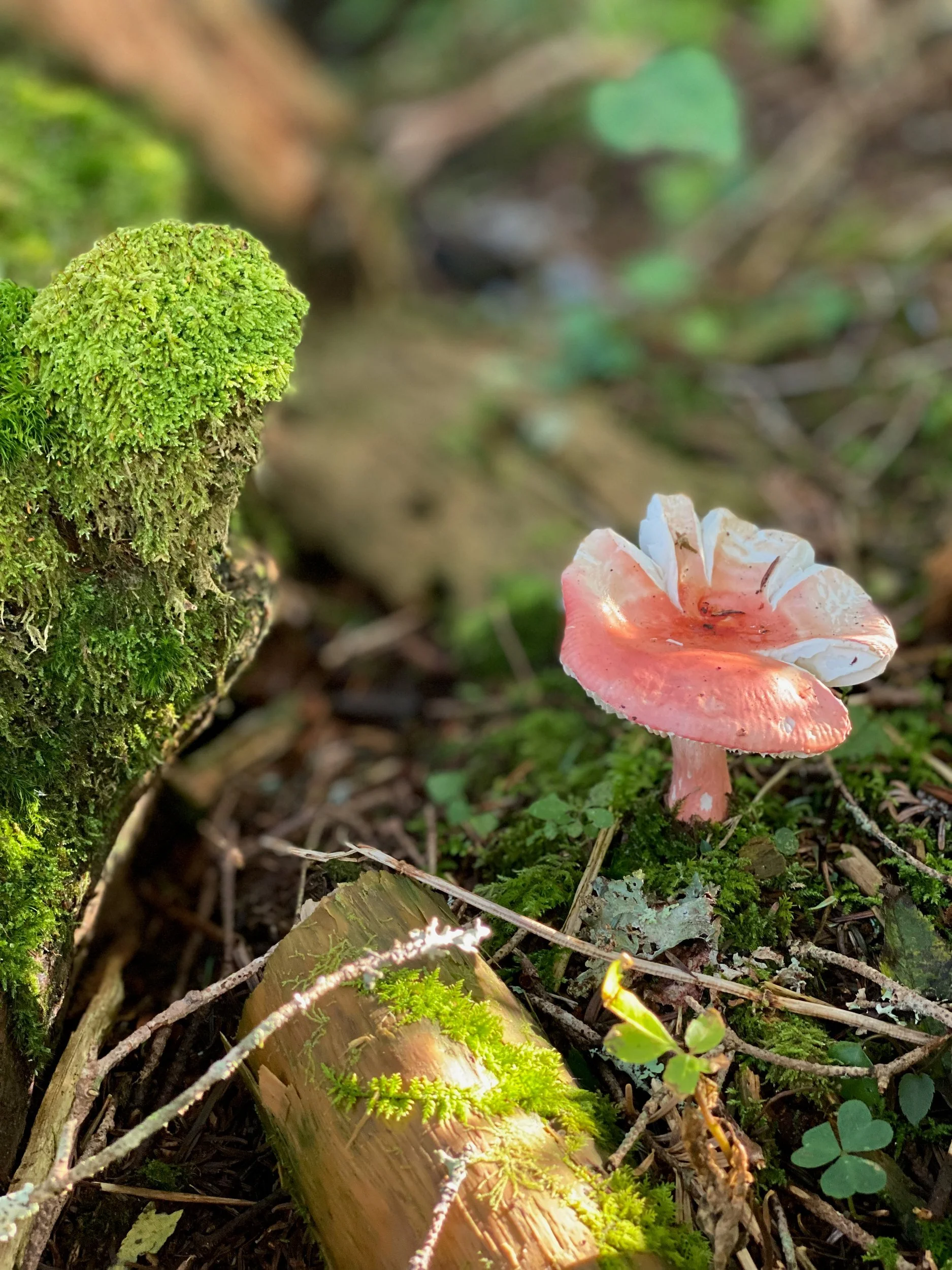 Small pink frilled mushroom on moss in the forest