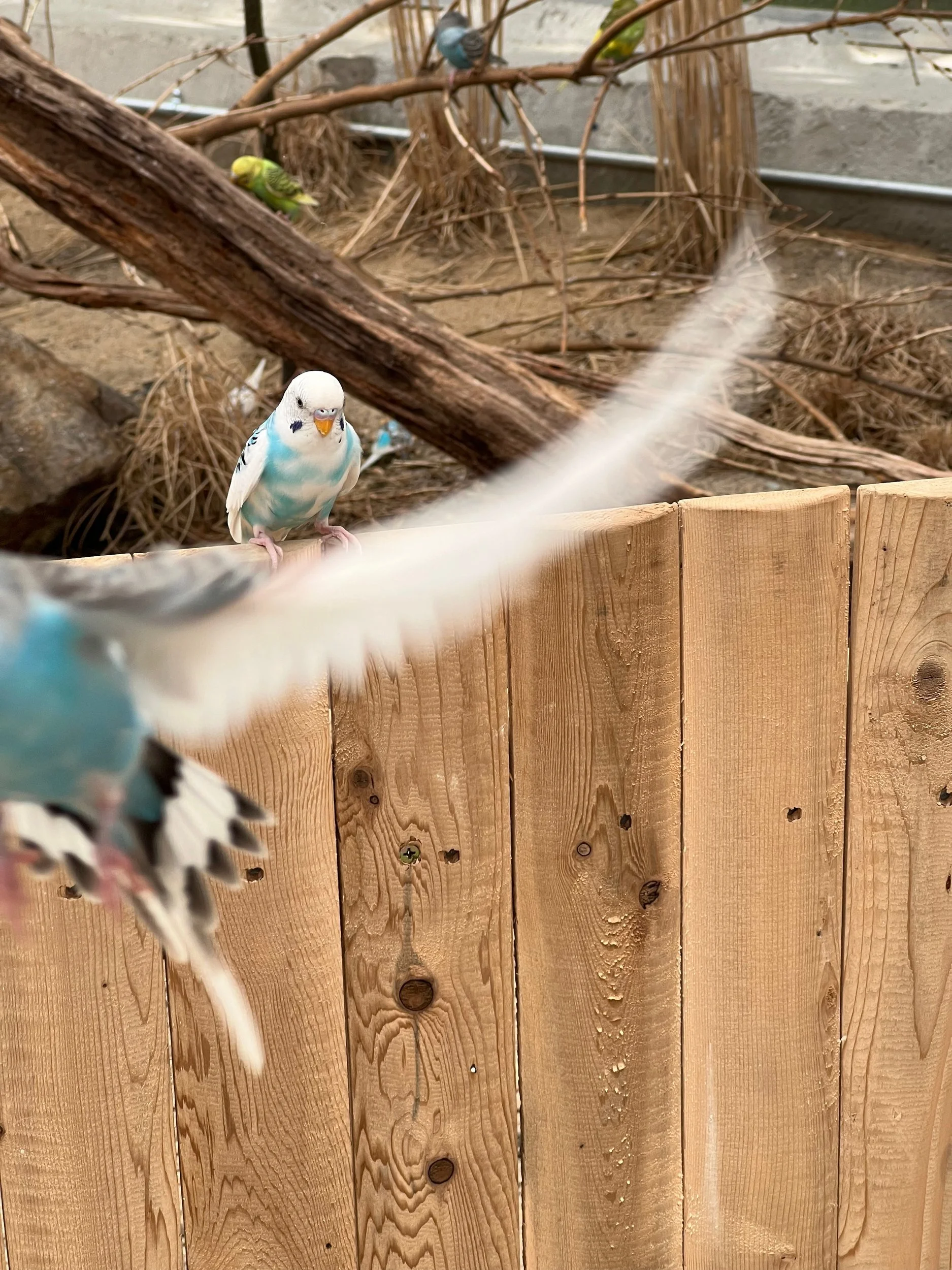 Blue budgie in mid-flight beside a wooden fence