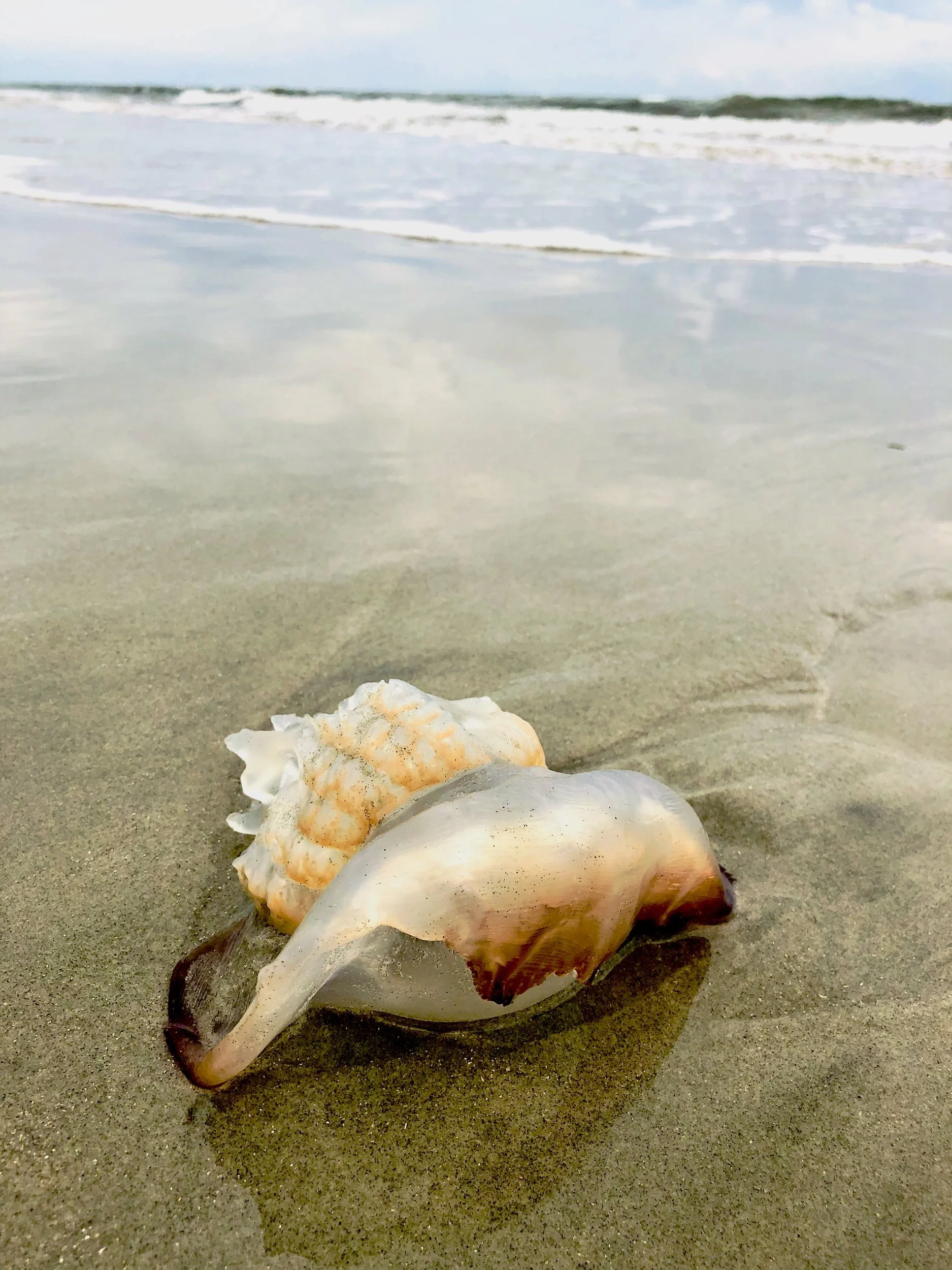 Translucent jellyfish on wet sand at the water's edge