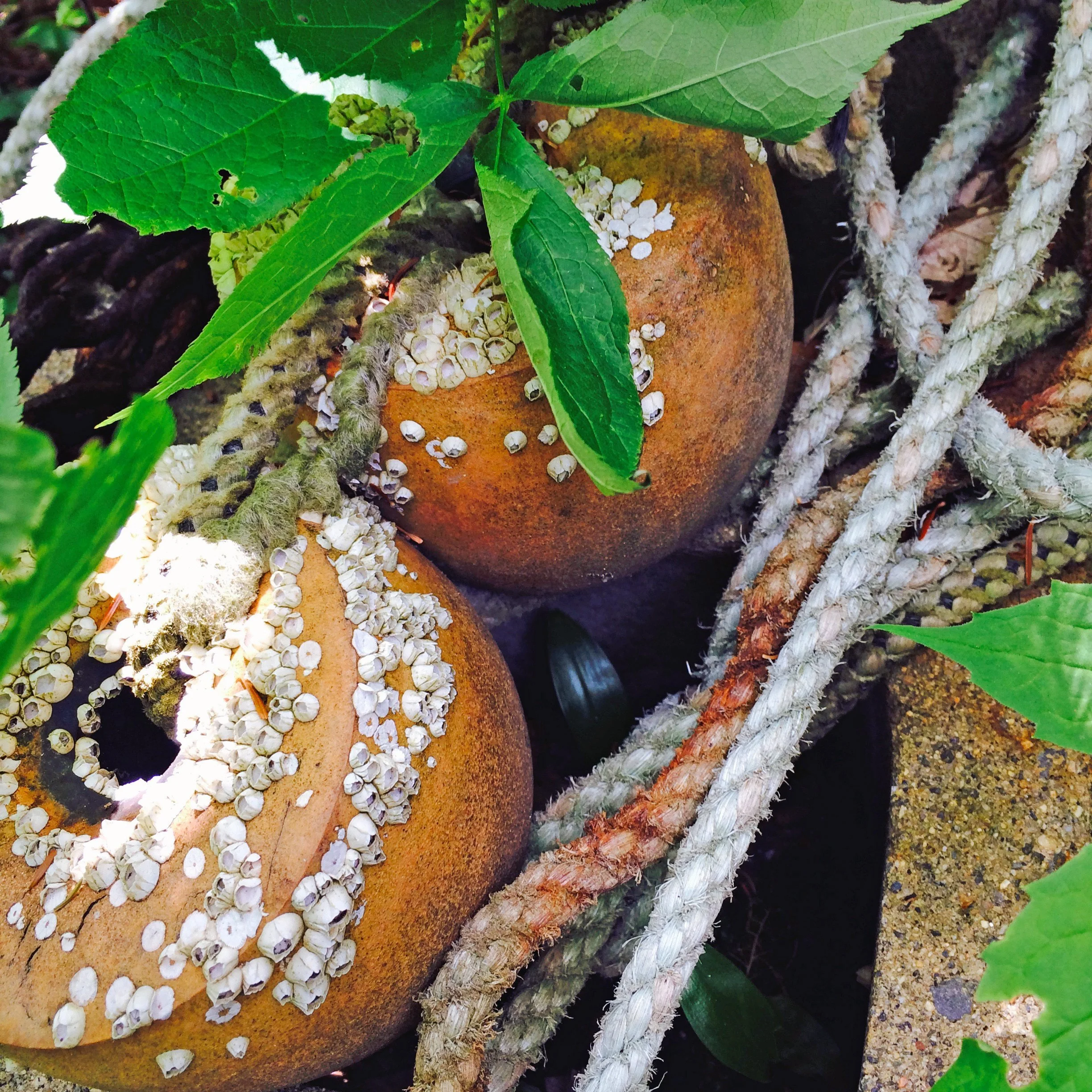 Barnacle-covered buoys tangled in rope and leaves in Maine
