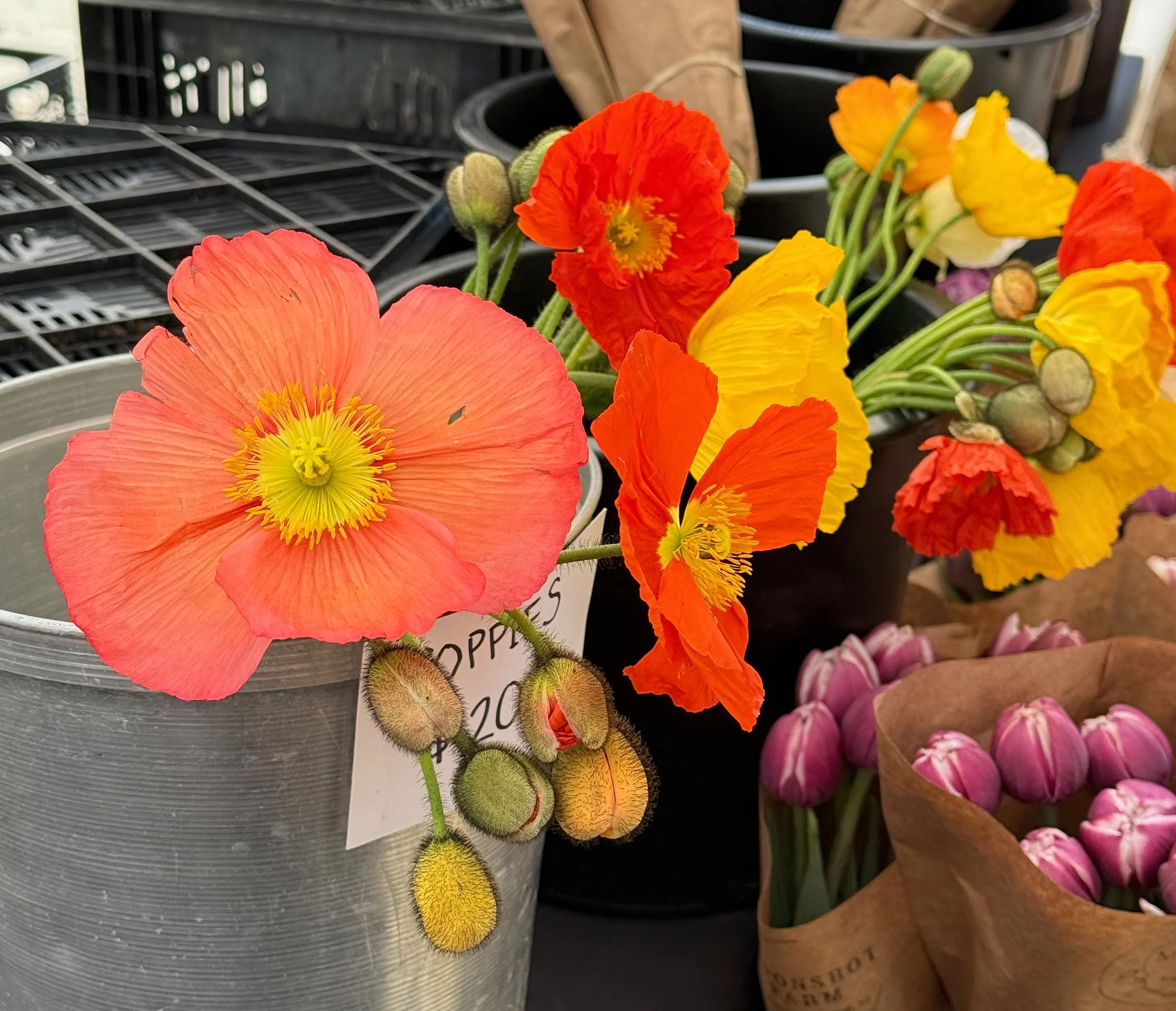 Orange and yellow poppies in buckets at a flower market