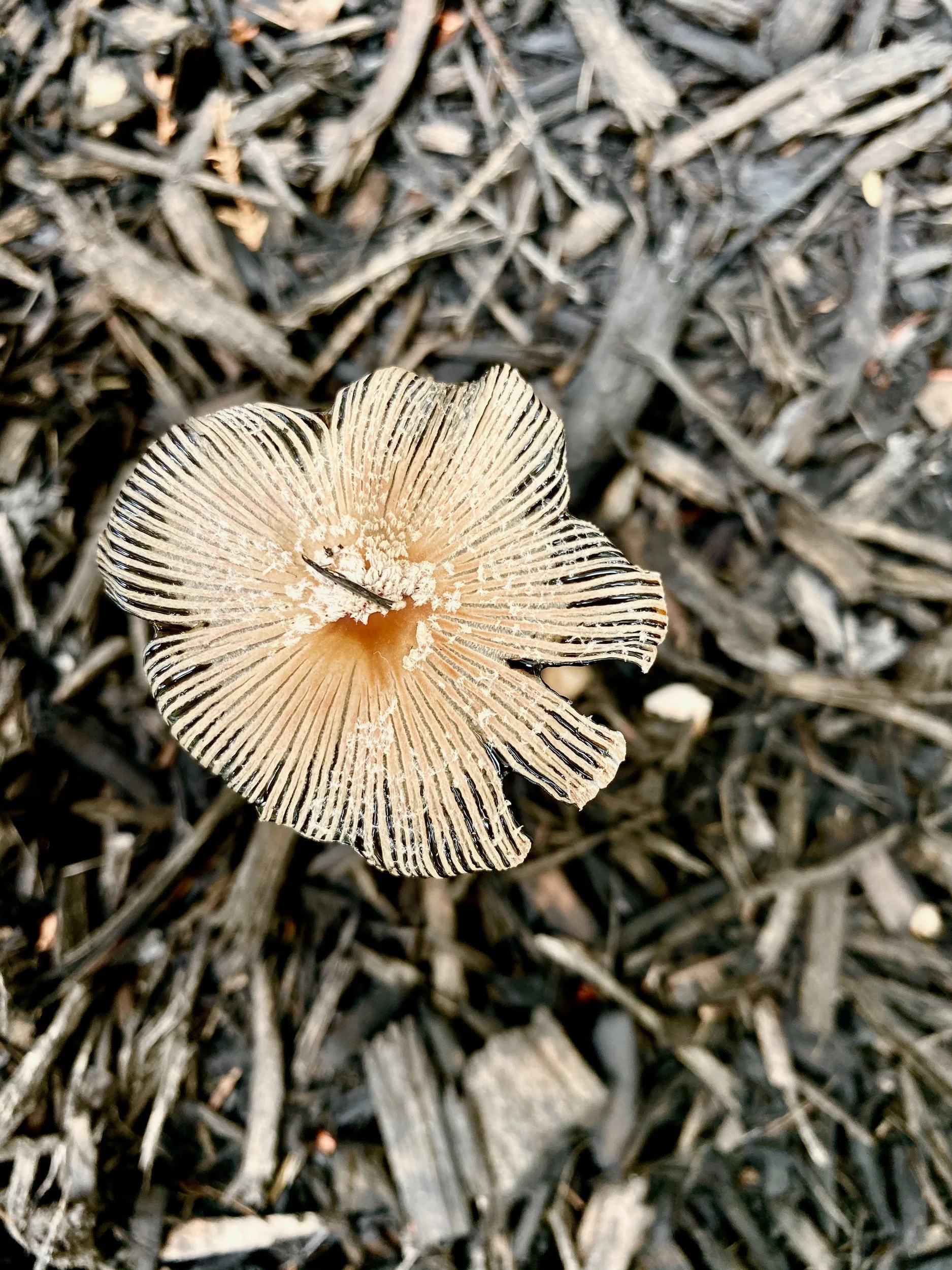 Pleated, translucent mushroom cap seen from above on wood chips