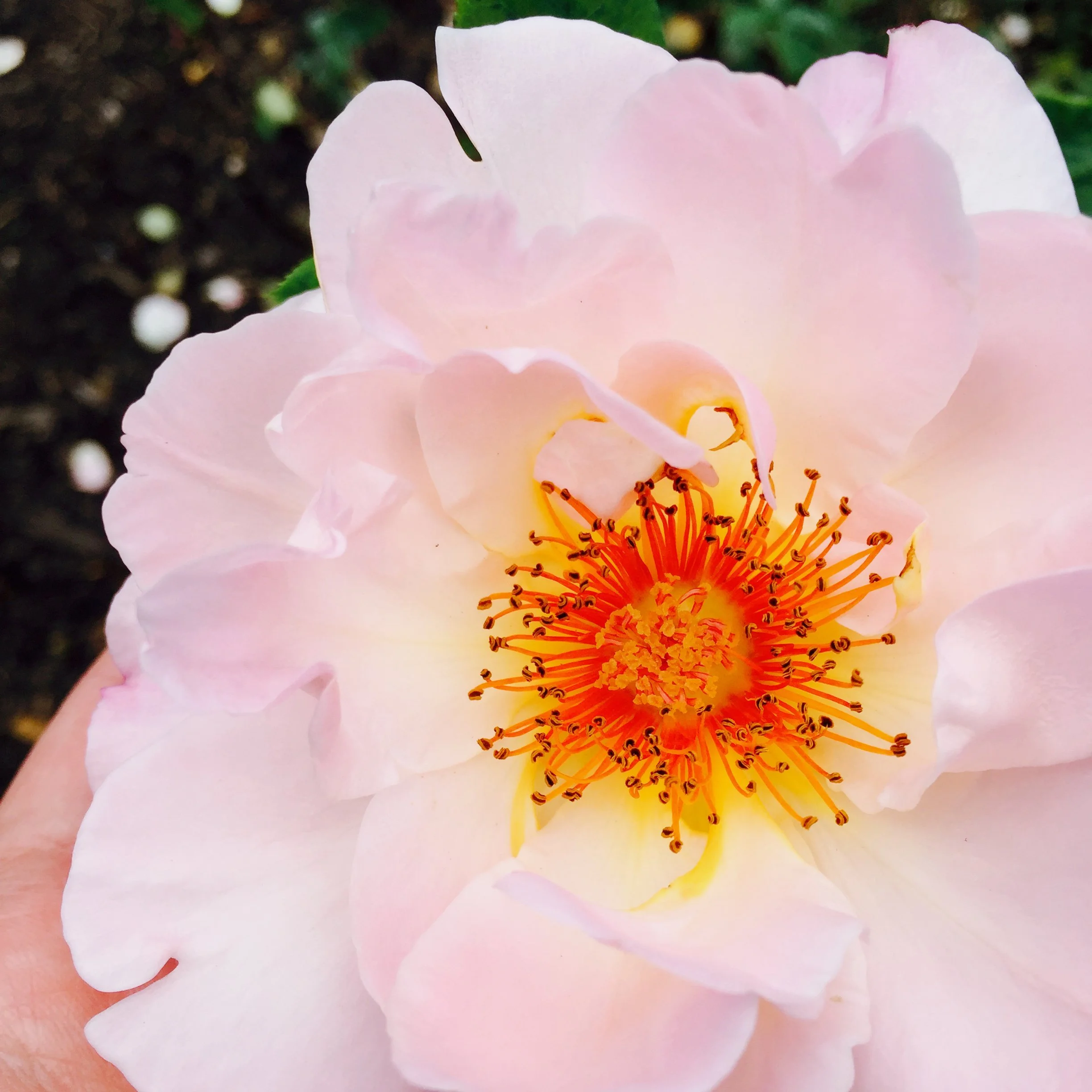 Close-up of a soft pink rose with a fiery orange center