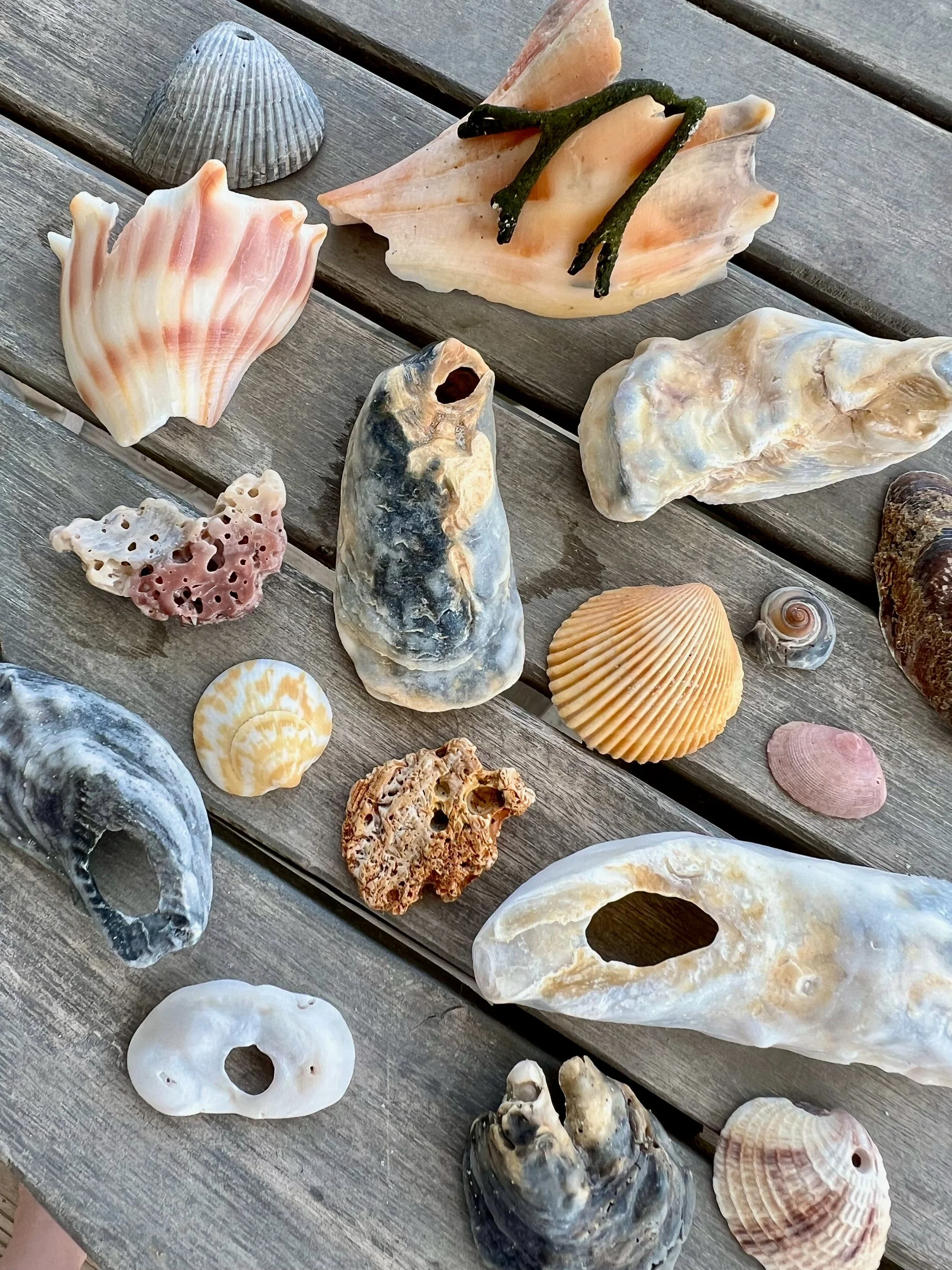 Beach shells, coral and oyster shells laid out on a weathered wooden deck