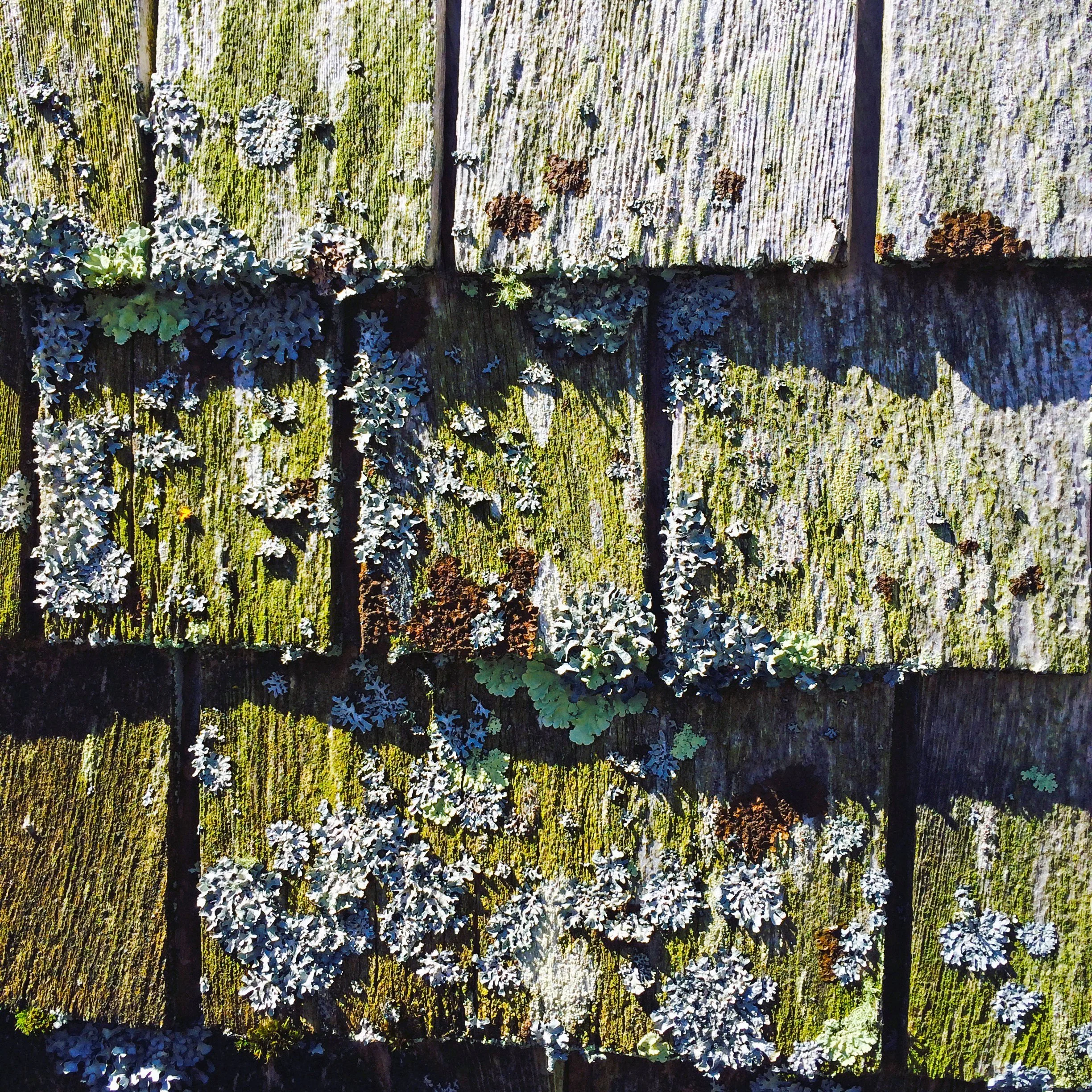 Lichen and moss growing on weathered cedar shingles in Maine