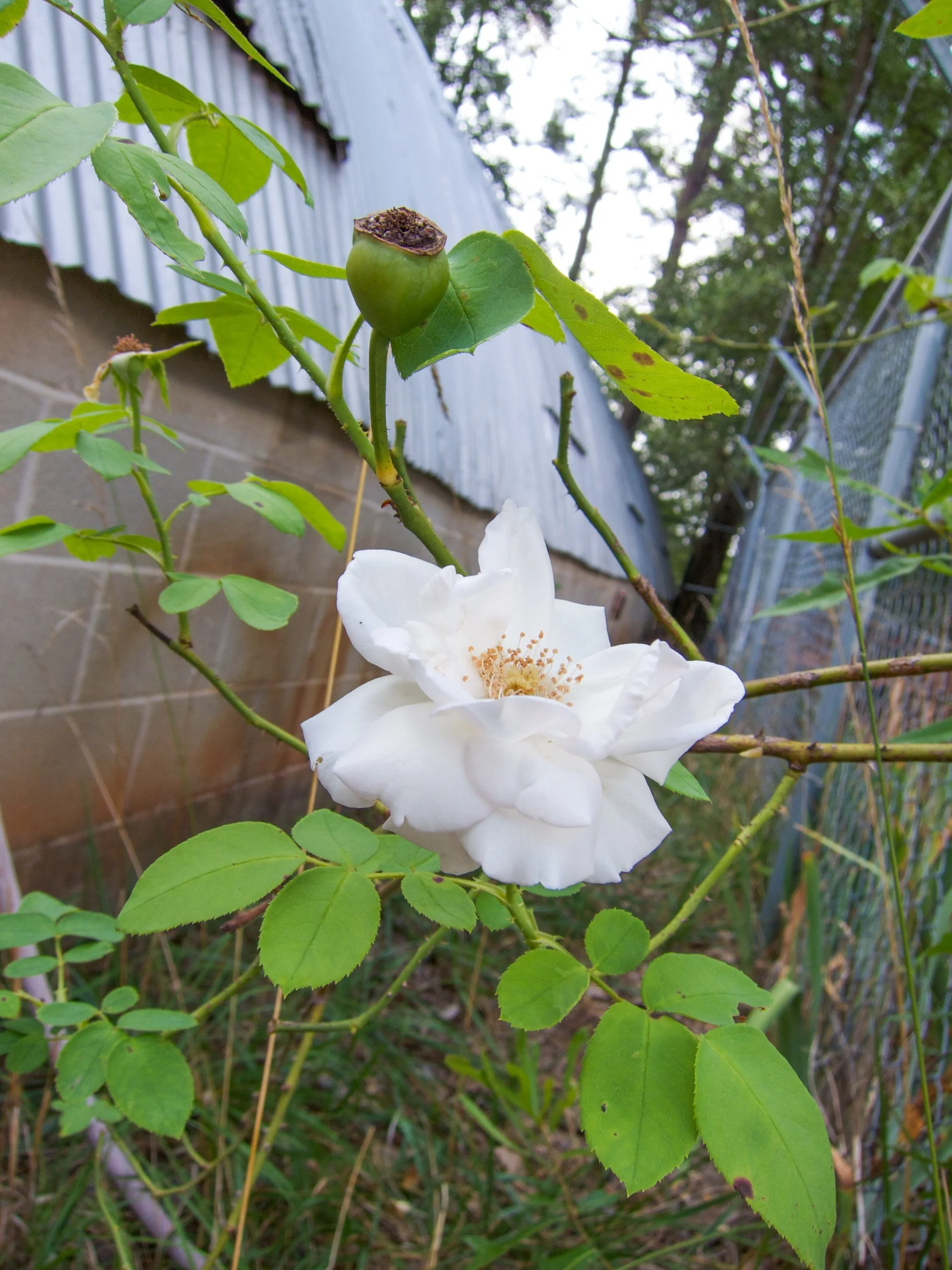 White wild rose and rose hip from the yard of Angela Martin Kobrick's grandmother Gunny, the source of her painted flowers