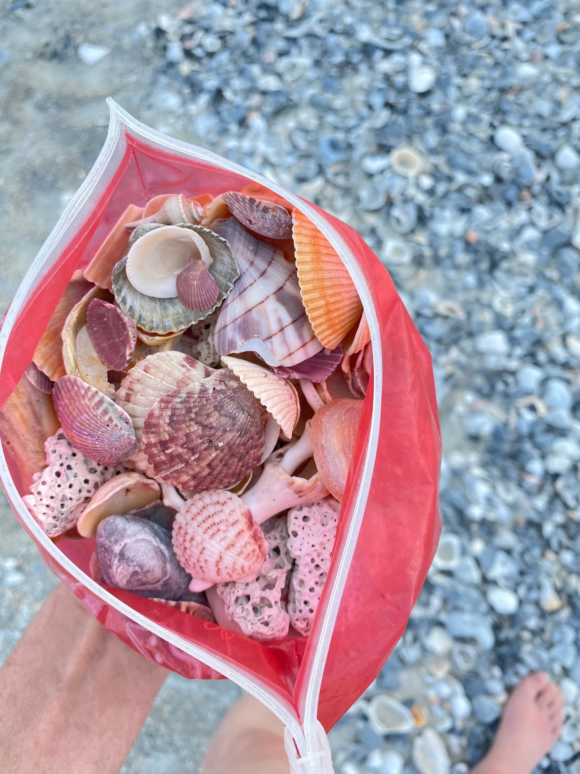 Hand holding a red bag full of collected seashells