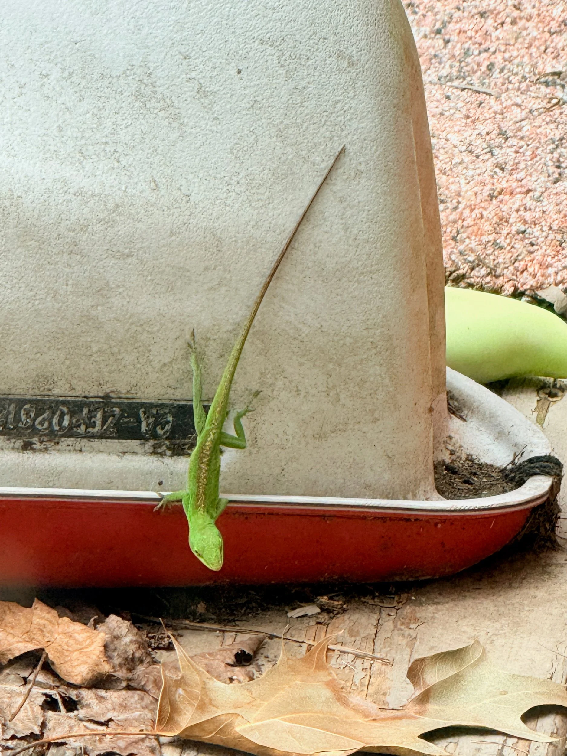 Green anole lizard on a red and white boat