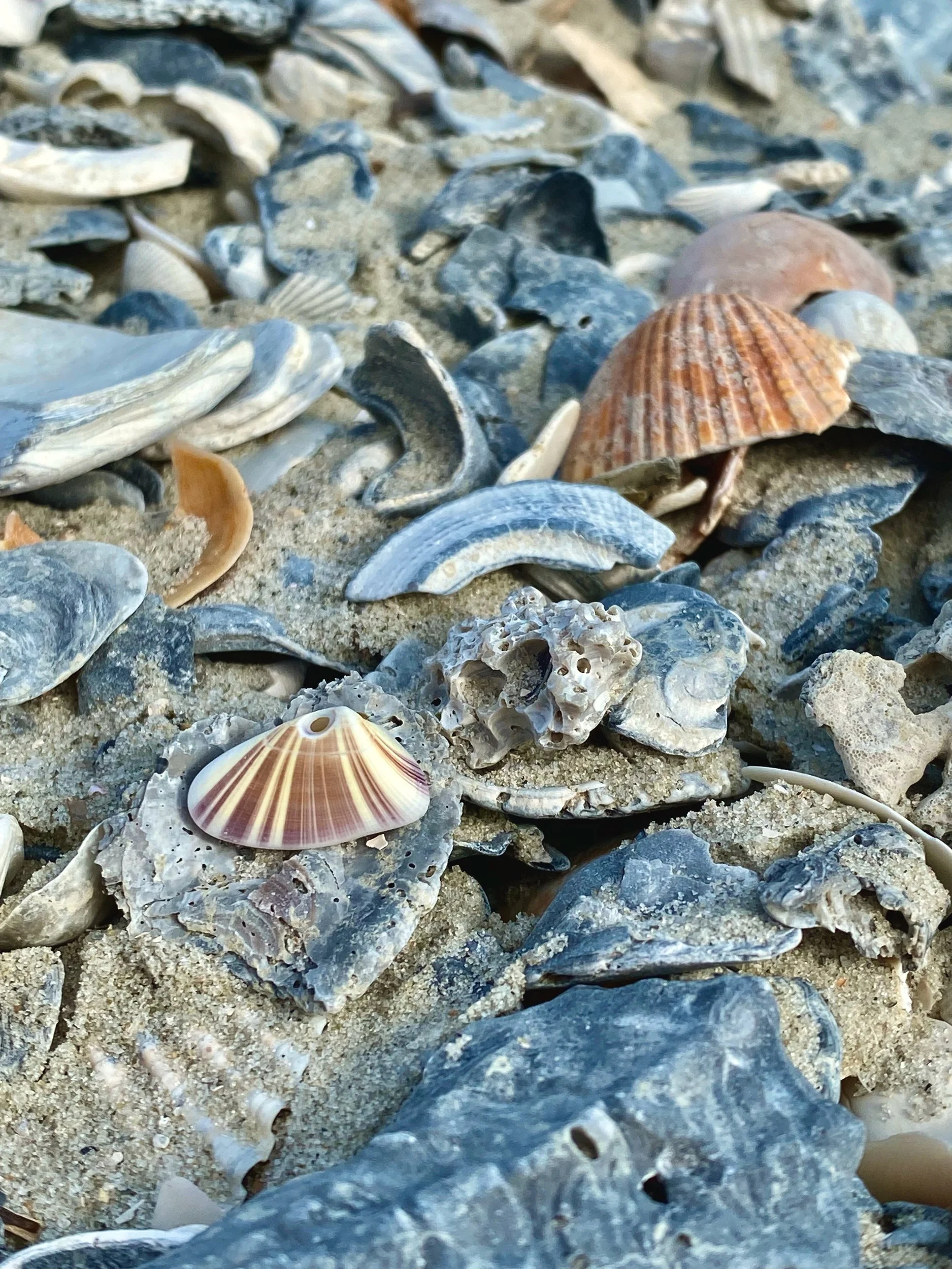Close-up of broken shells and scallops in beach rubble