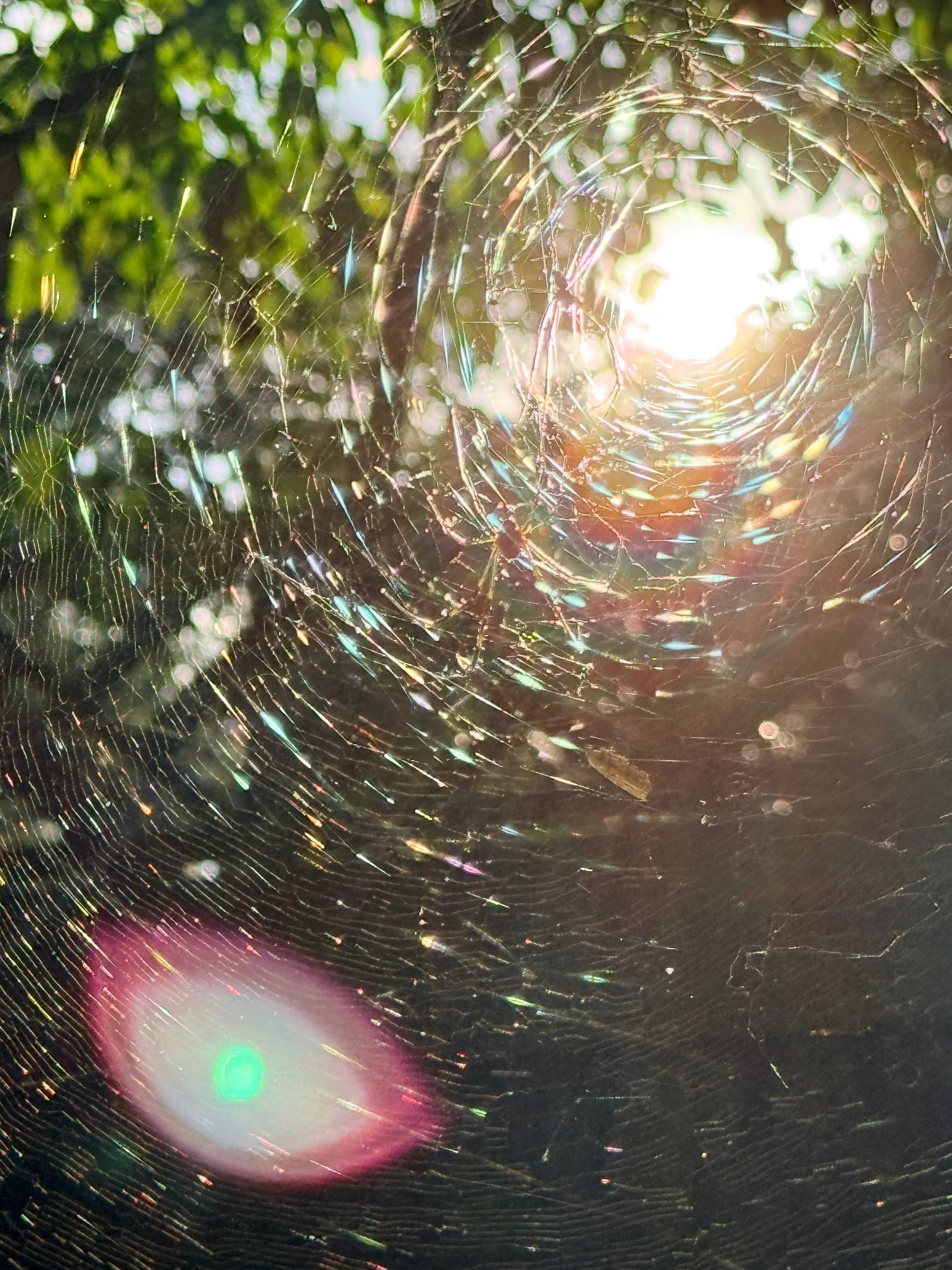 Sun shining through a spiderweb in the woods