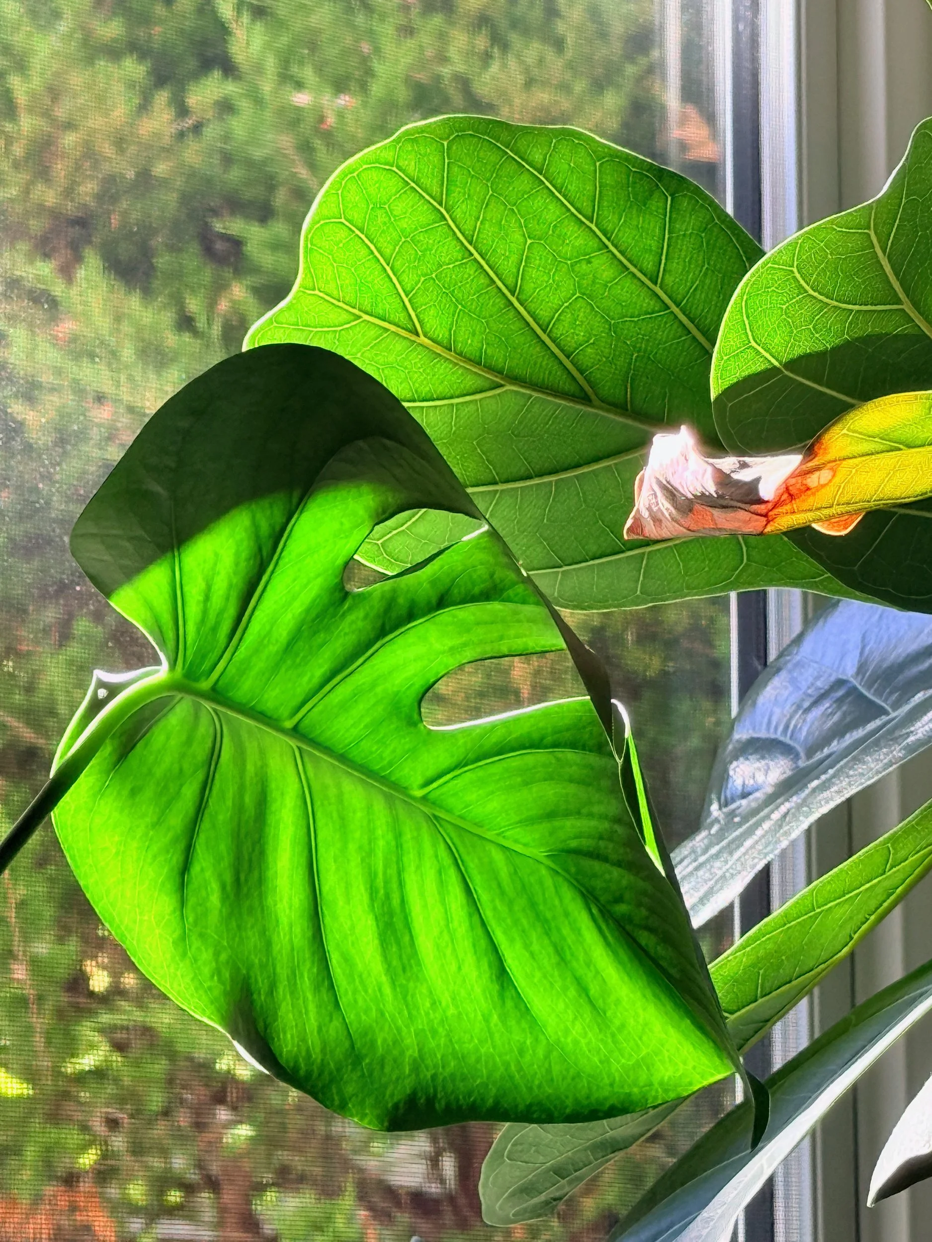 Backlit monstera leaf glowing green by a window