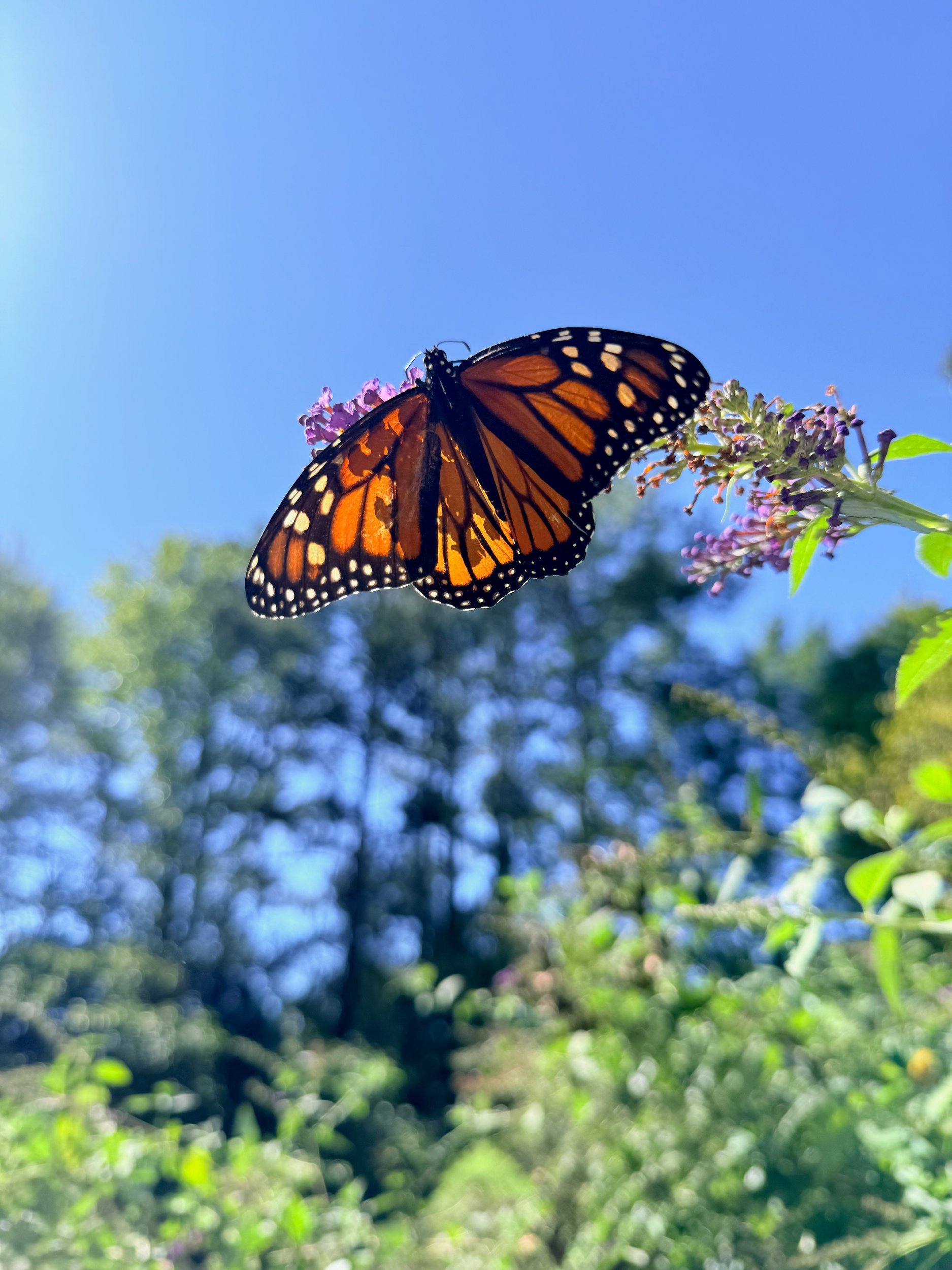Monarch butterfly on butterfly bush against a bright blue sky