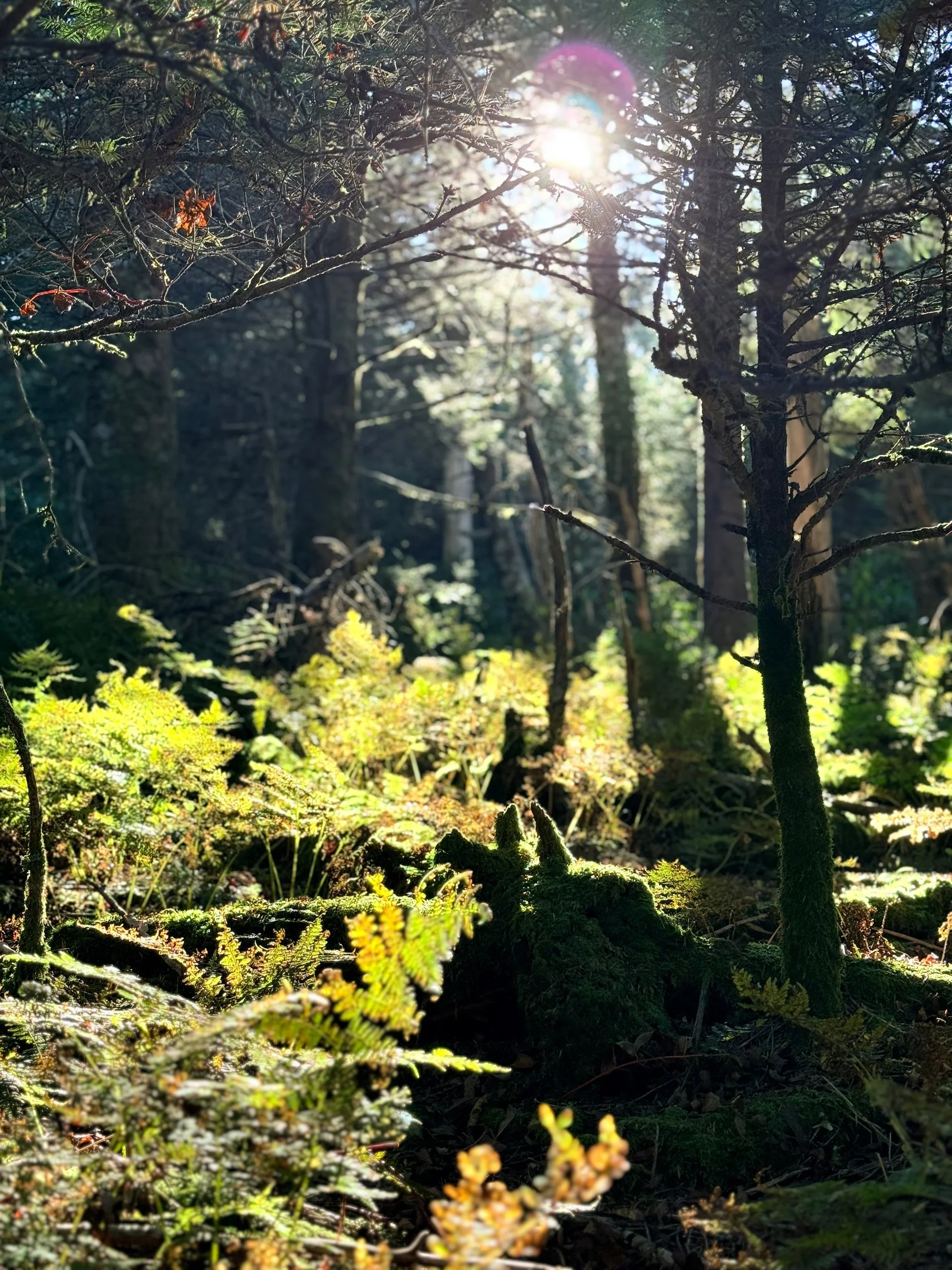 Sunlit ferns glowing in a dark forest