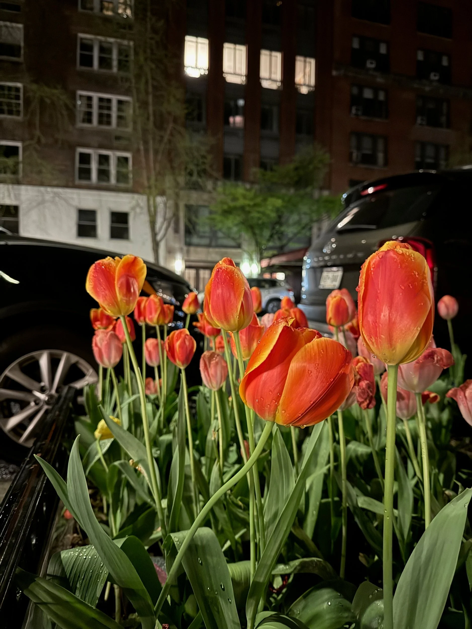 Red tulips lit at night on a city street