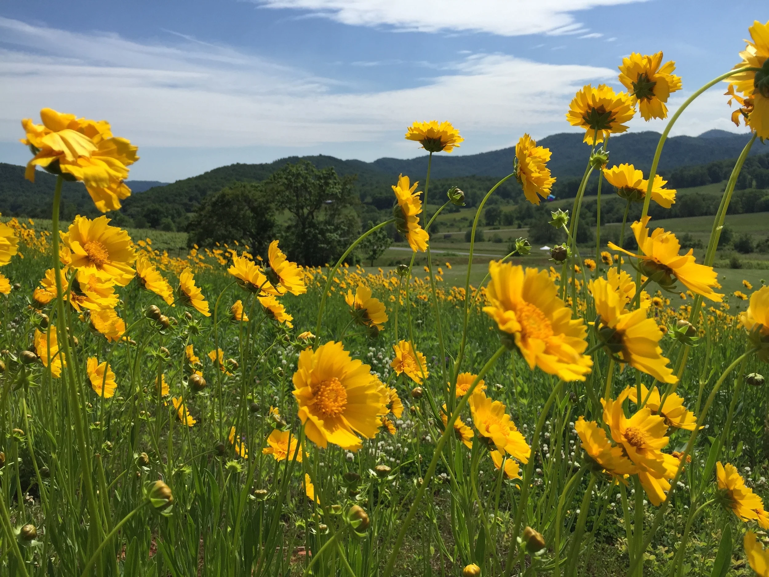 Flowers on a spring day at a winery outside Charlottesville, Virginia