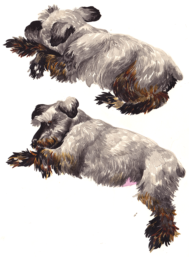 Mini Schnauzer (Chloe) Study