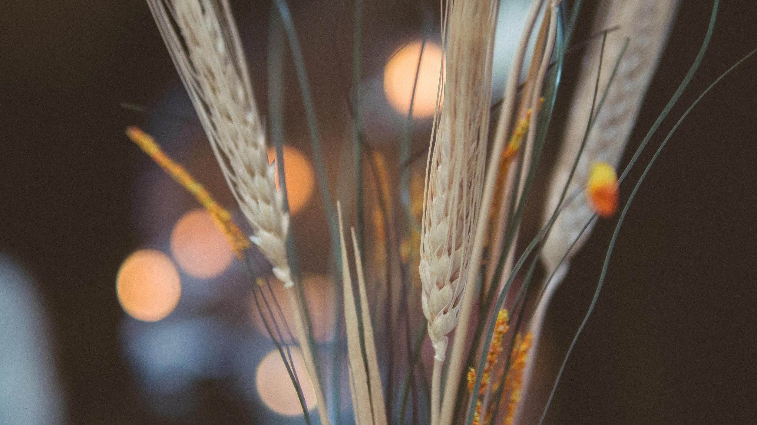 autumn-wheat.jpg