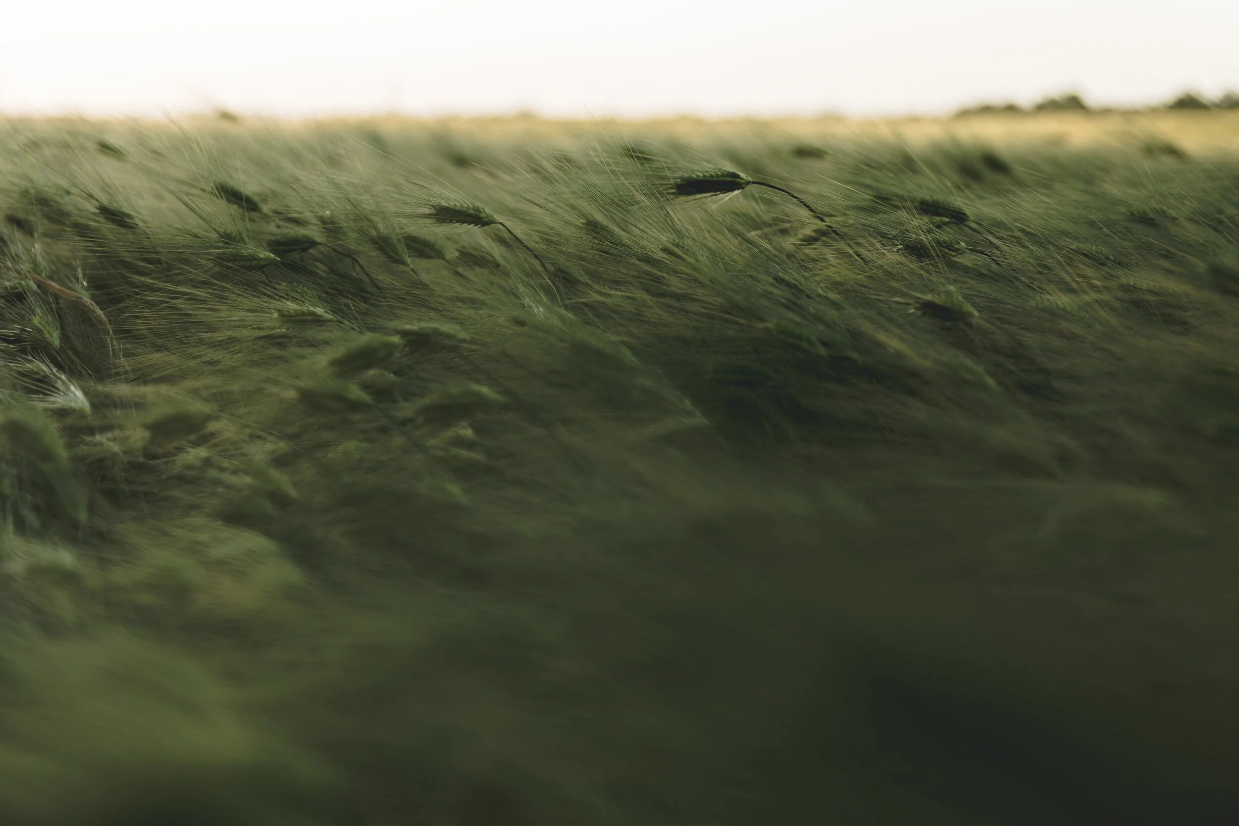 stanislav-kondratiev-MqkwG8aKpg8-unsplash.jpg