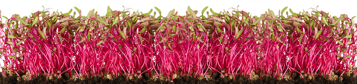 micro_greens_1250_wide_sml.png