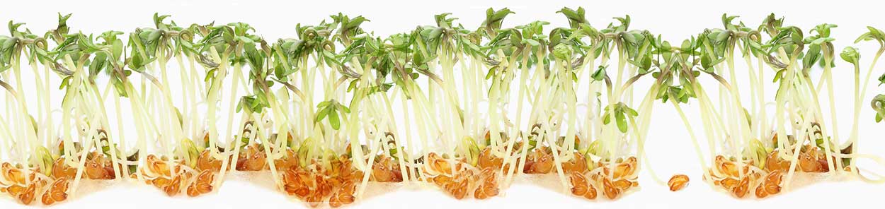 sprouts-2.jpg