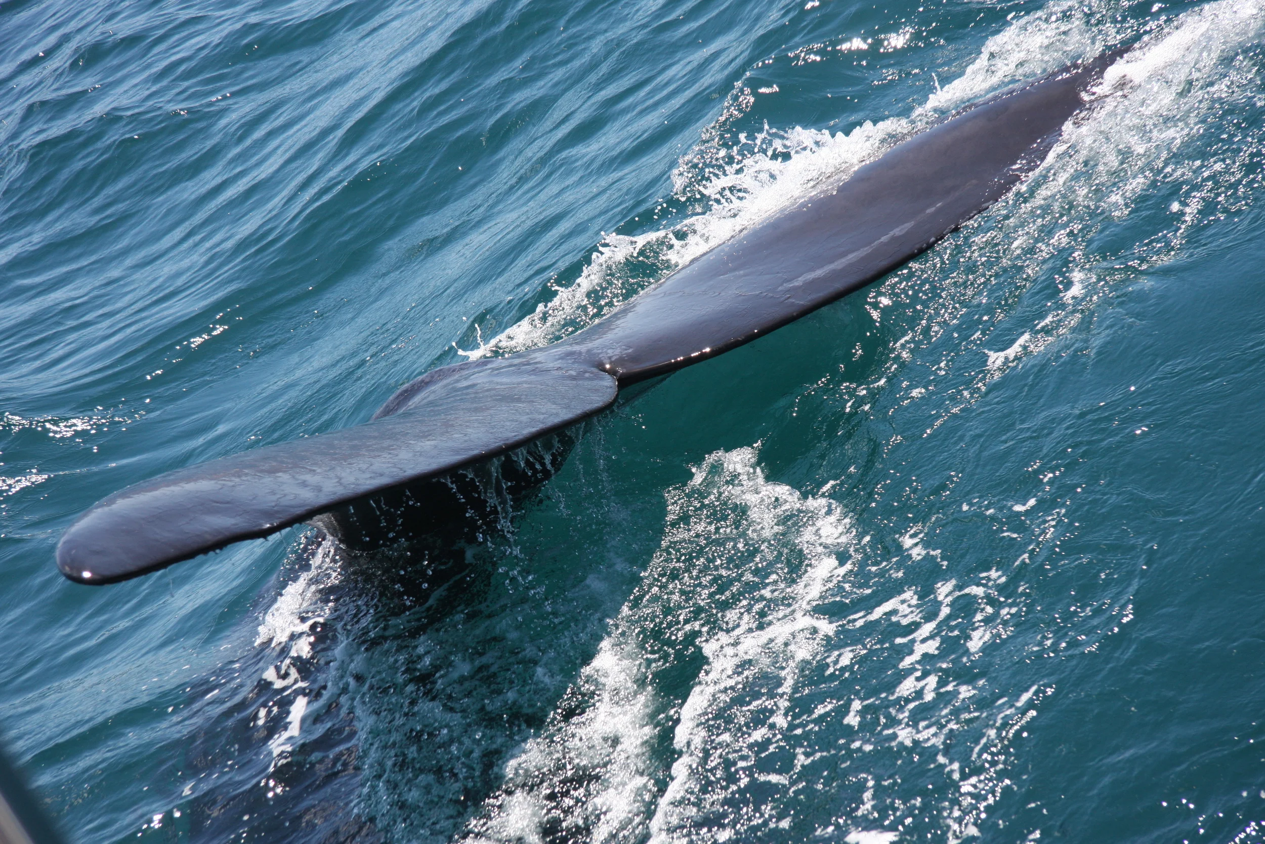 SA0200 2008_10_17.JPG