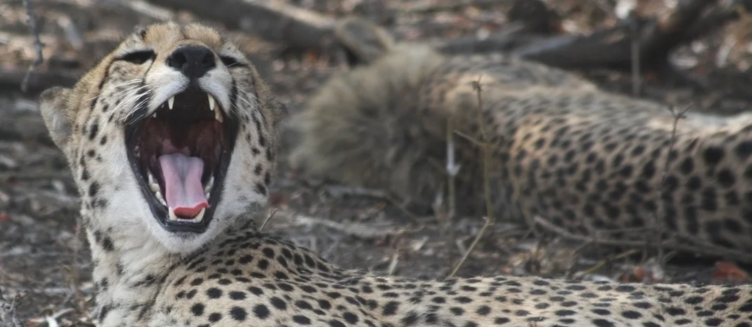 SA0663 2008_10_22.JPG