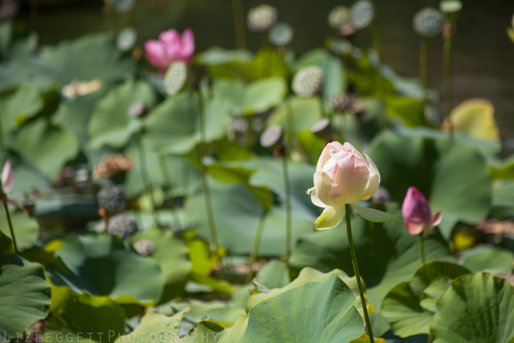 2013_liz_leggett_photography_huntington_gardens_watermarked-9865.jpg