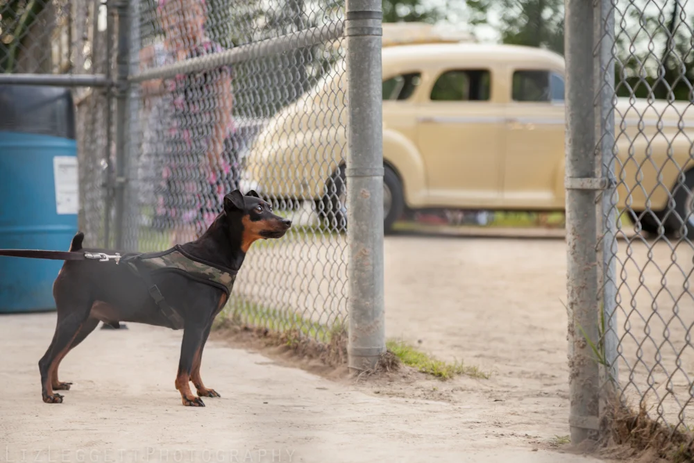 2015_Hot_Rod_and_Kustom_Rumble_Rigaud_watermarked-8624.jpg