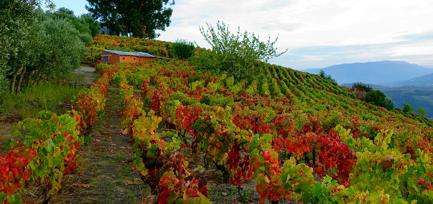 Vineyard, Douro Valley, Portugal