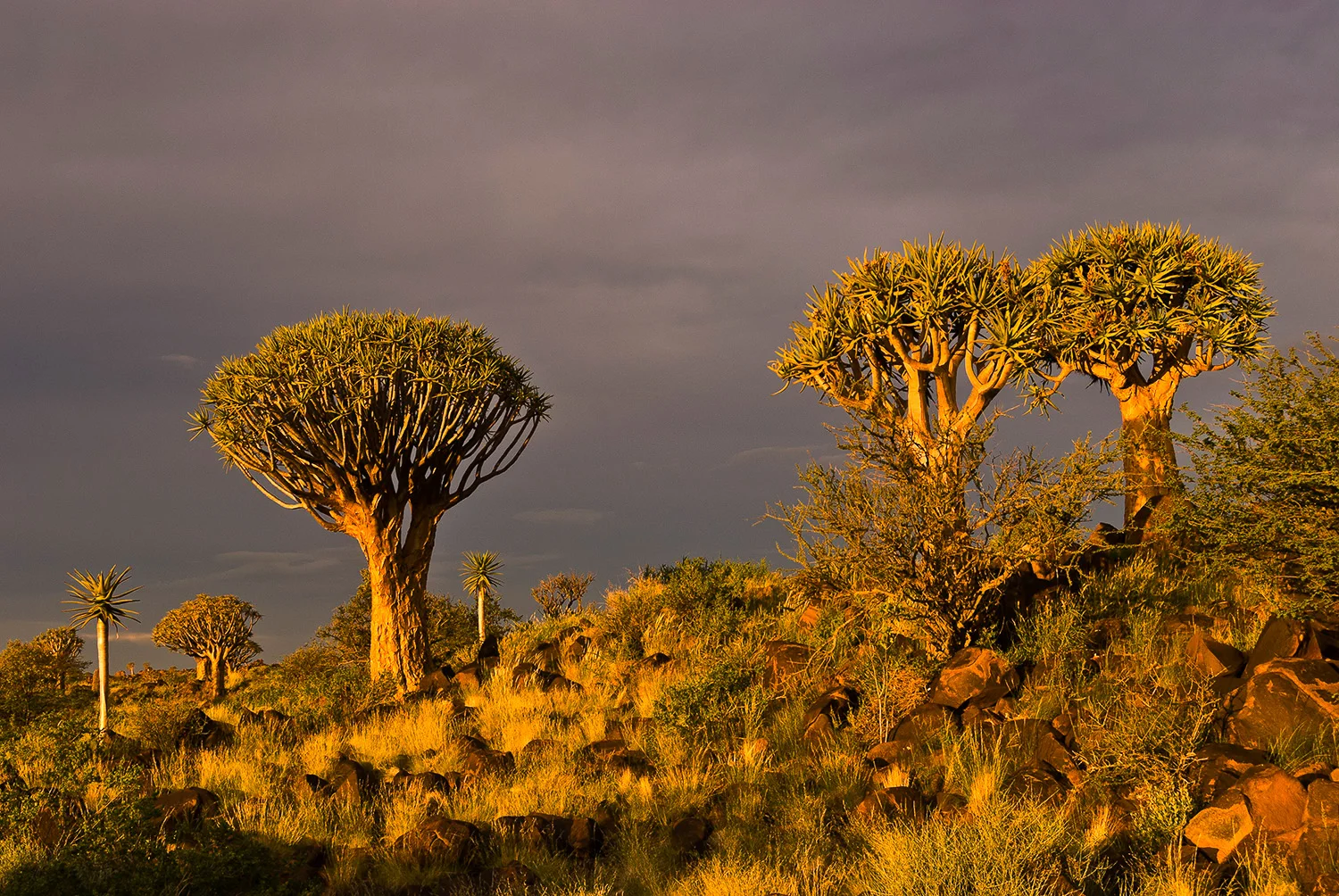 Quiver Trees, Namibia