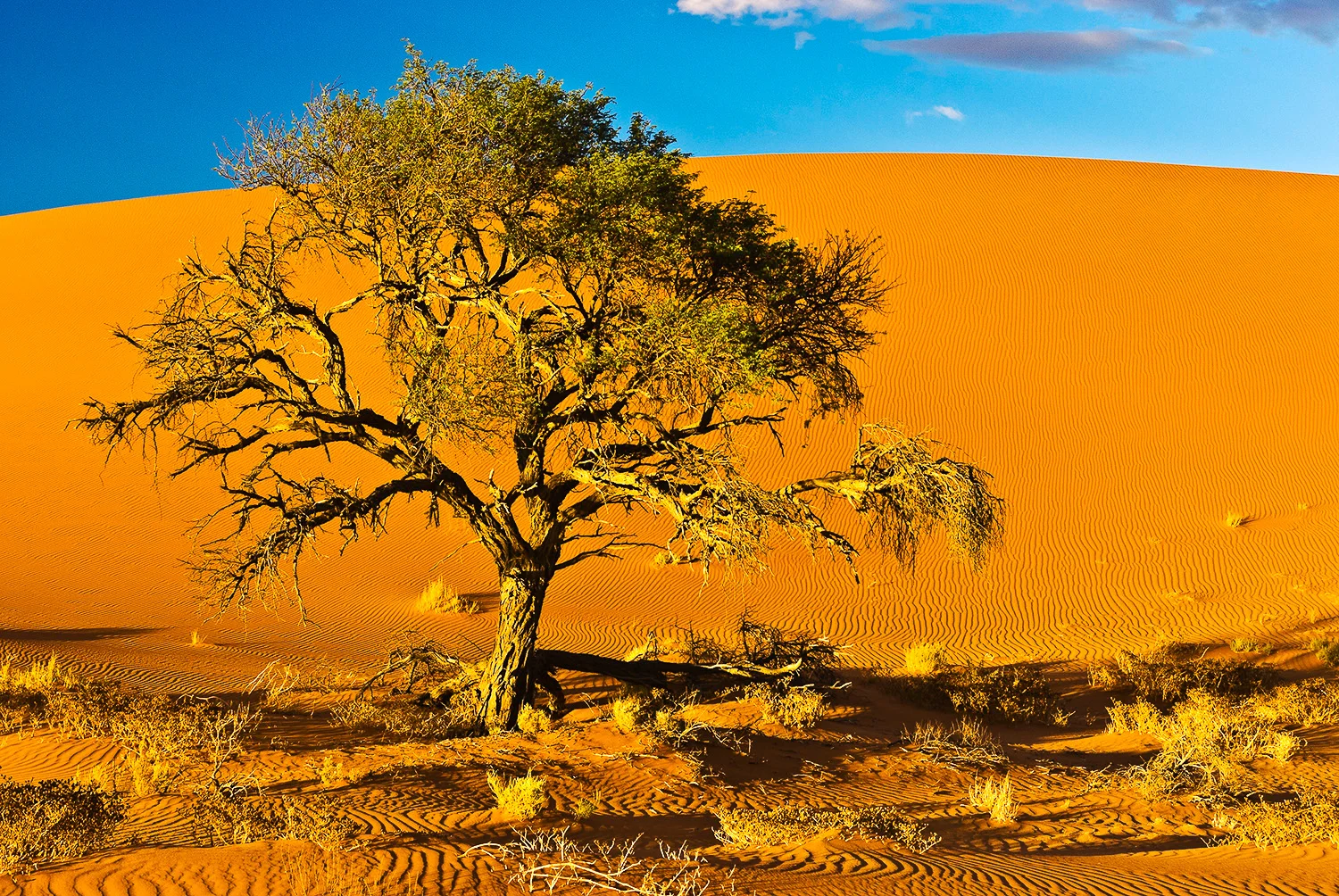 Dawn, Desert Tree, Namibia