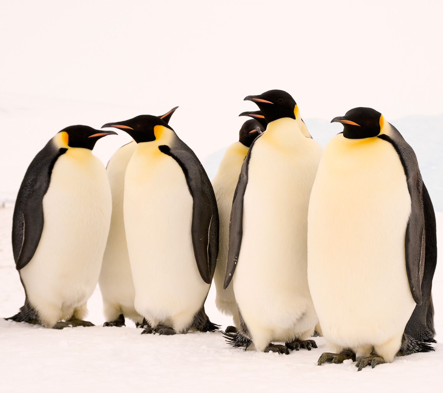 Emperor Penguins