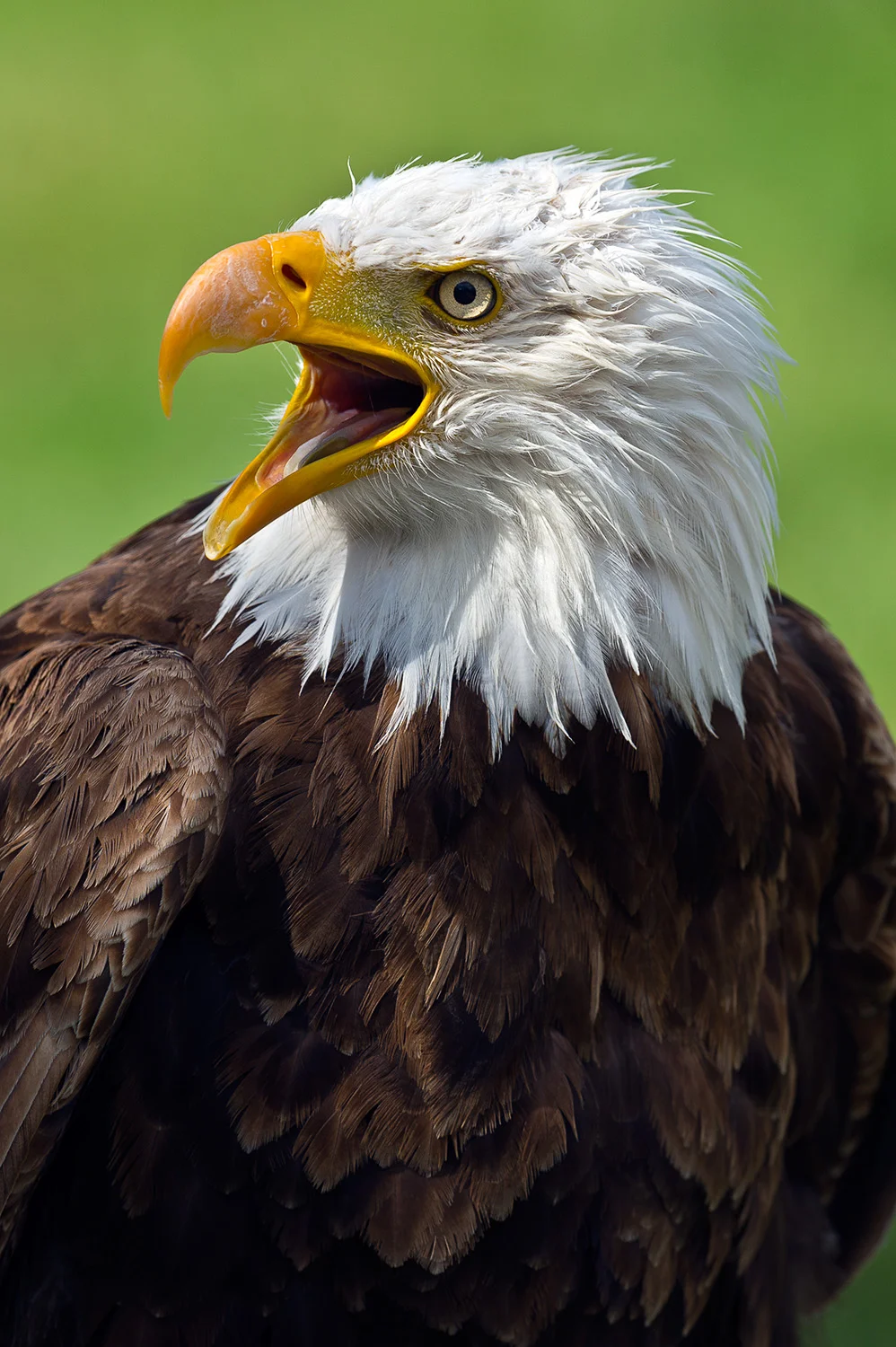 Bald Eagle, Alberta