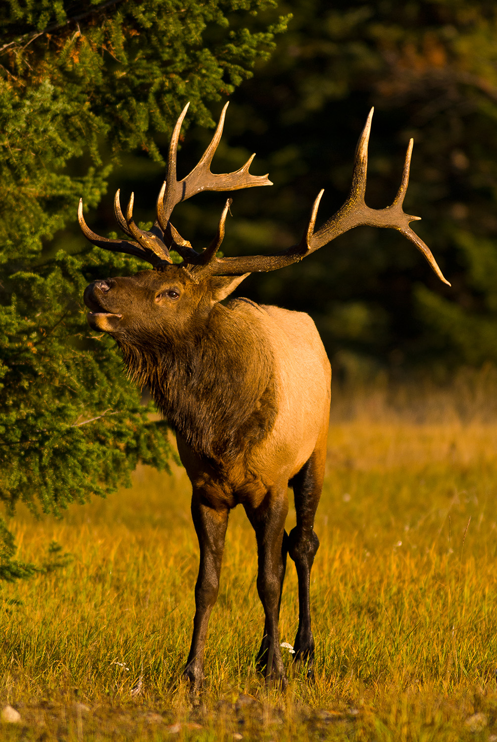 Elk, Jasper National Park, Alberta
