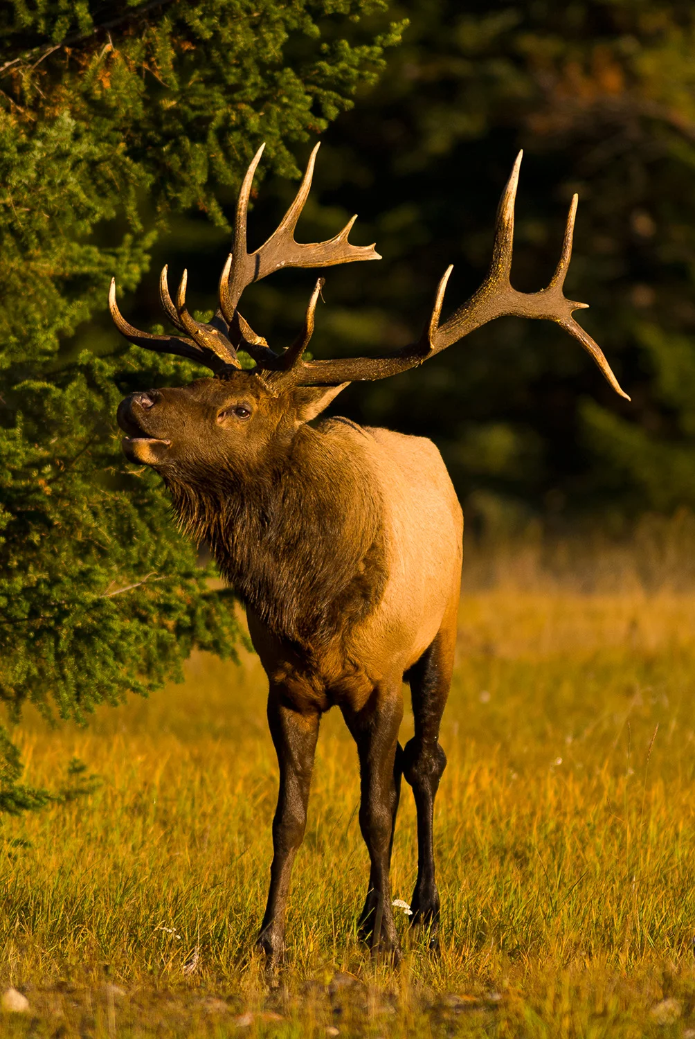 Elk, Jasper National Park, Alberta