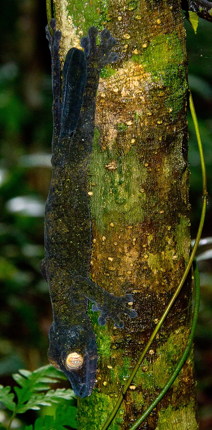 Leaf-tailed Gecko, Madagascar