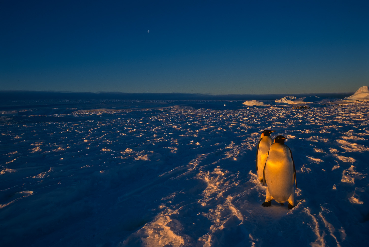 Emperor Penguins, Flutter Colony, East Antarctica