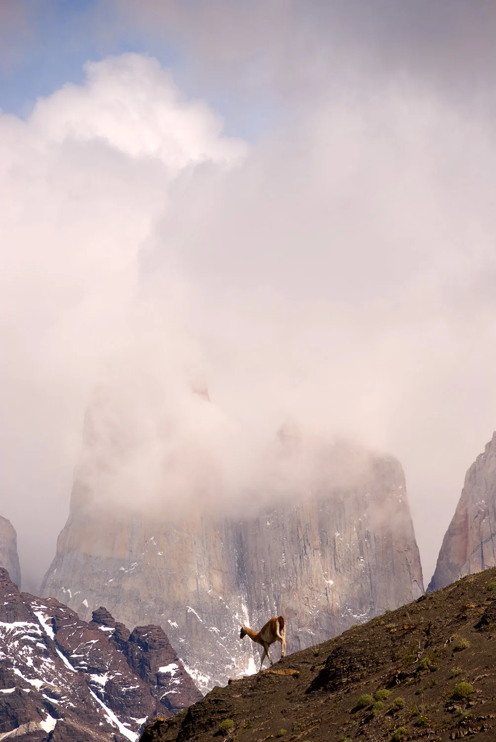 Guanaco, Torres del Paine National Park, Chile