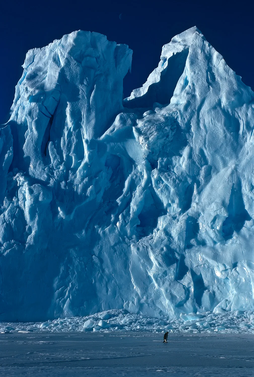 Emperor Penguin and Ice Wall, Auster Colony, East Antarctica
